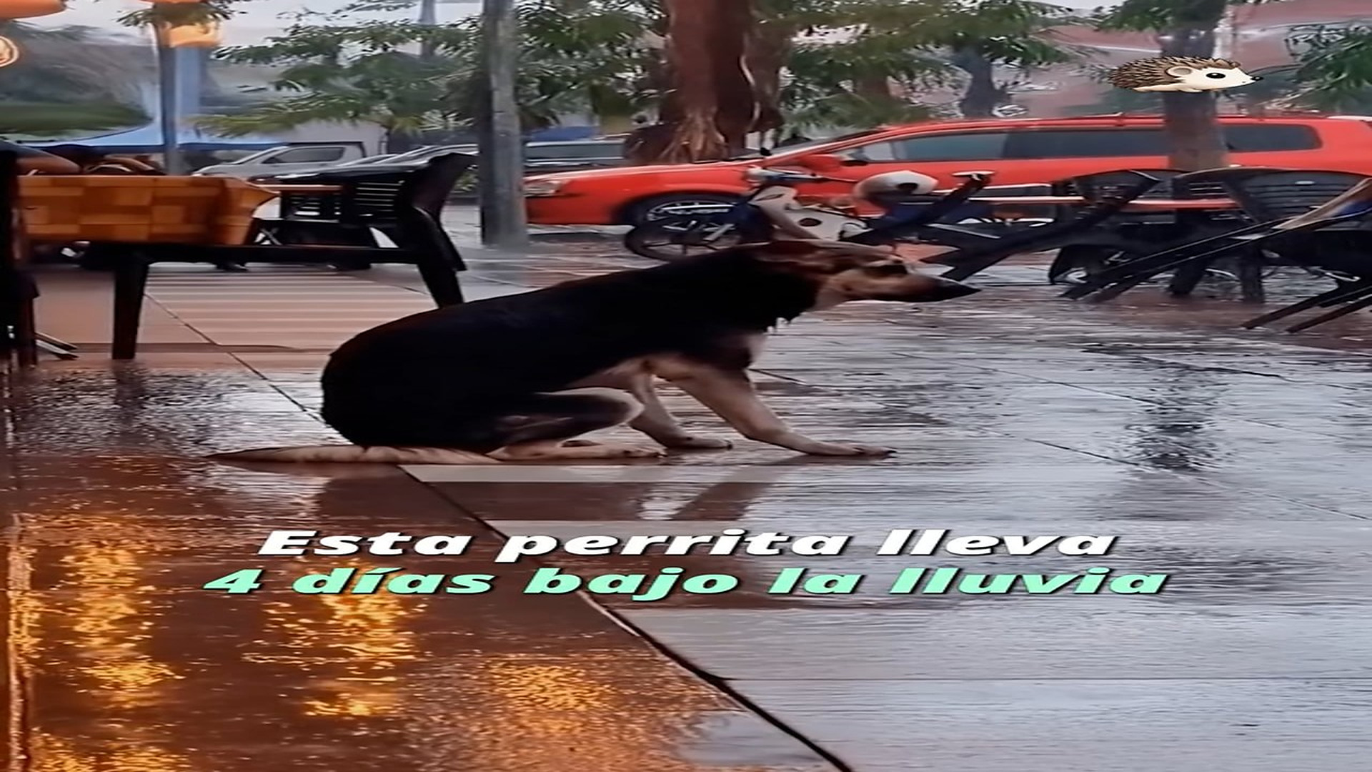 Full Video : H1207010_397K views 28K reactions Esperando bajo la lluvia por 4 días #historiasdeanimales #perrosrescata