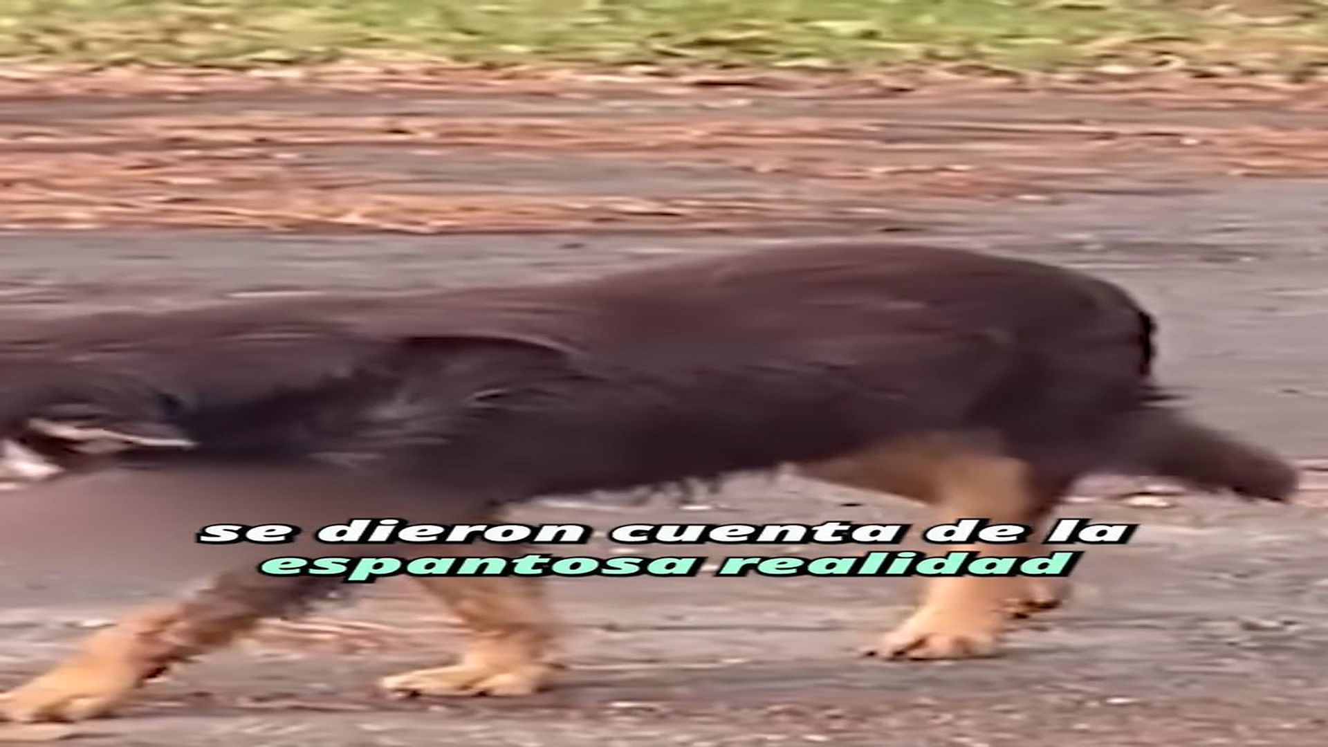 Full Video : H1207009_191K views 10K reactions Al revisarlo, se dieron cuenta de la espantosa realidad #perros #animal