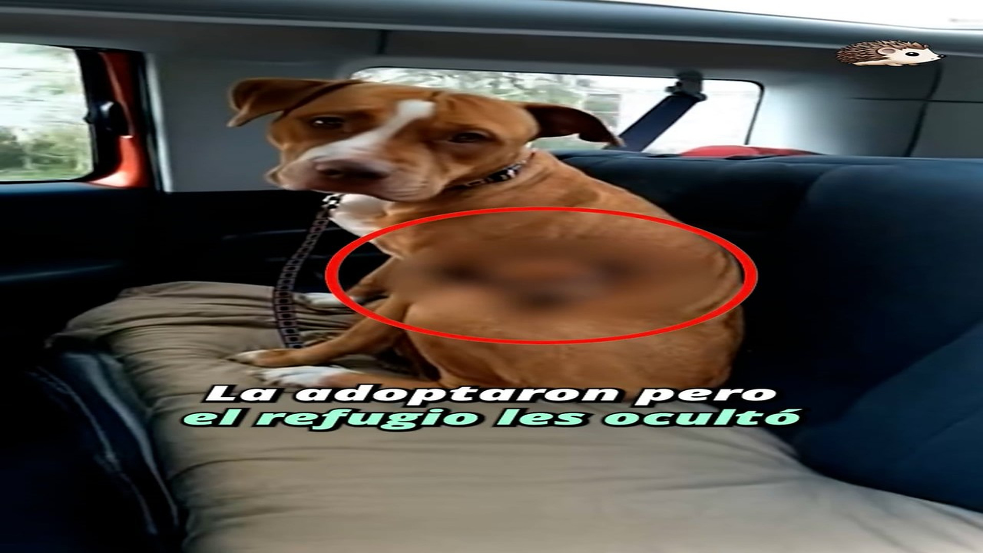 Full Video : H1207008_421K views 27K reactions Cuando subieron a la perrita al coche, lo descubrieron #perros #histori