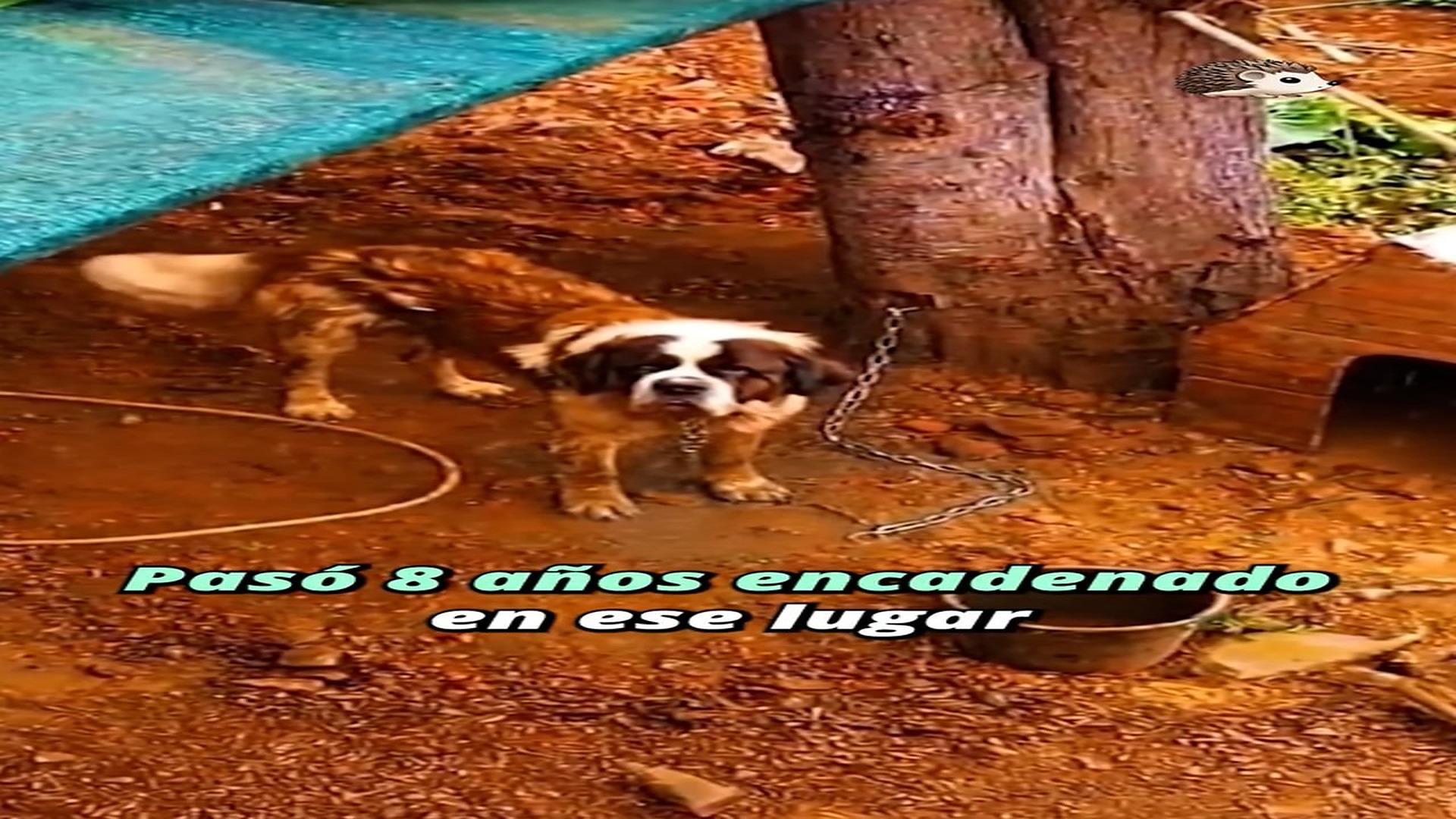 Full Video : H1207005_453K views 32K reactions Había olvidado lo que era la libertad #perros #historiastristes #perros