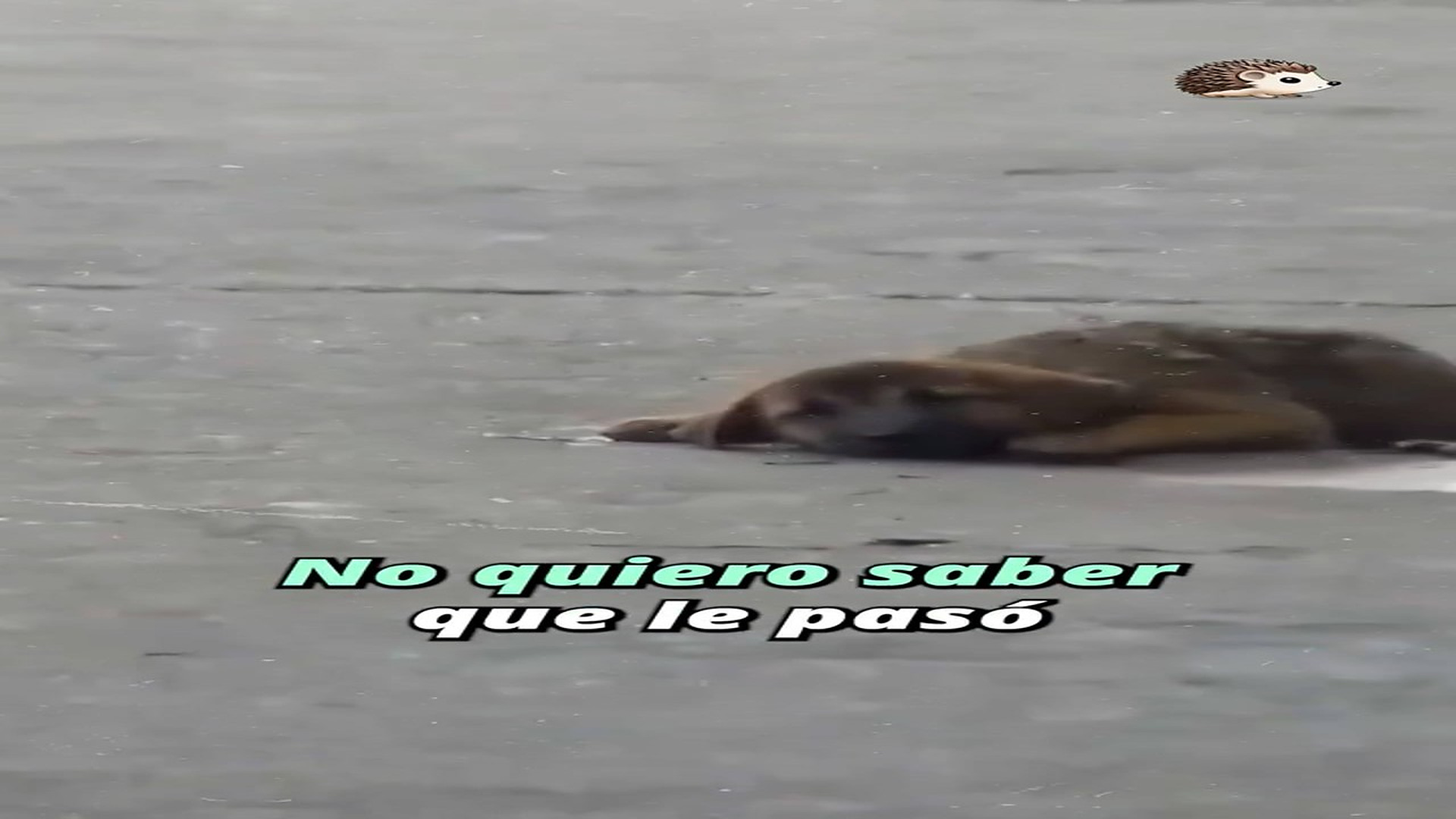 Full Video : H1207002_37K views 2.3K reactions No quiero ver, no quiero saber #perrosrescatados #historiasdeperros #hi