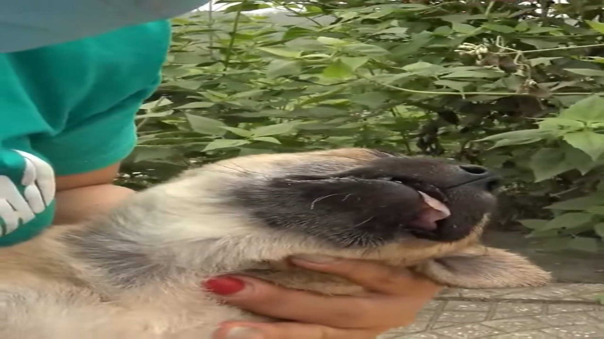 Part 2 : H1307008_Rescue puppy!! #animals #animalsoftiktok #fyp #pet #puppy #rescuedog_part2