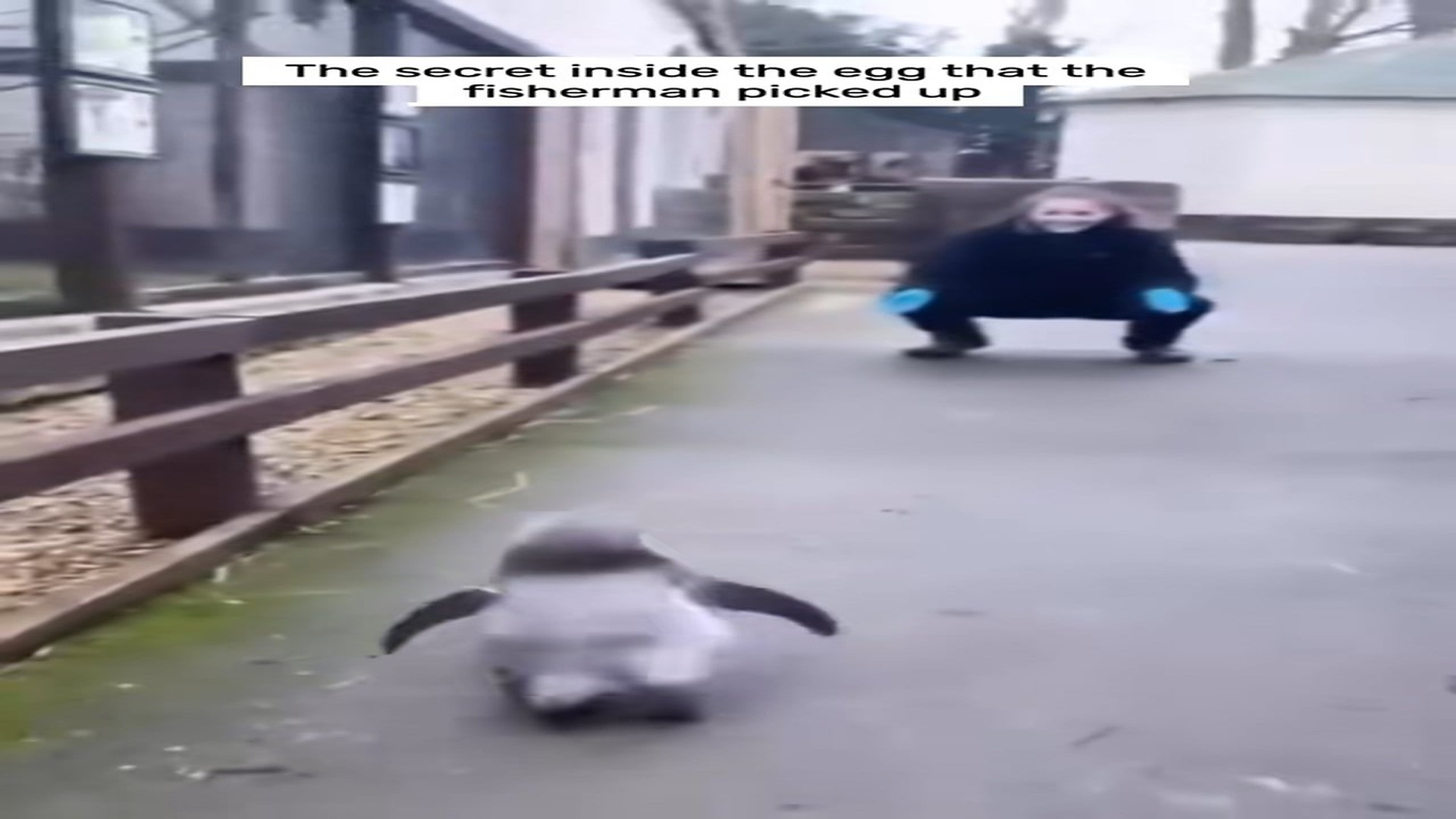 Part 2 : H1307005_secret inside egg fisherman picked up! #animals #ani_part2