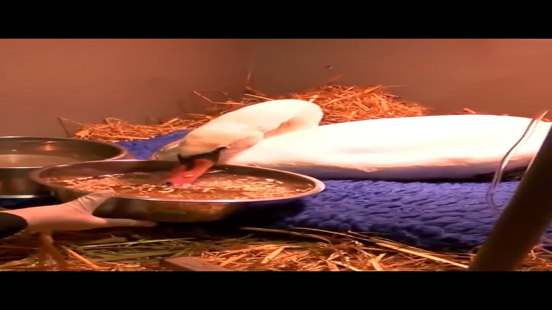 Part 2 : H1307004_Rescue Swan! #animals #animalsoftiktok #fyp #petsoftiktok #pets #resc_part2