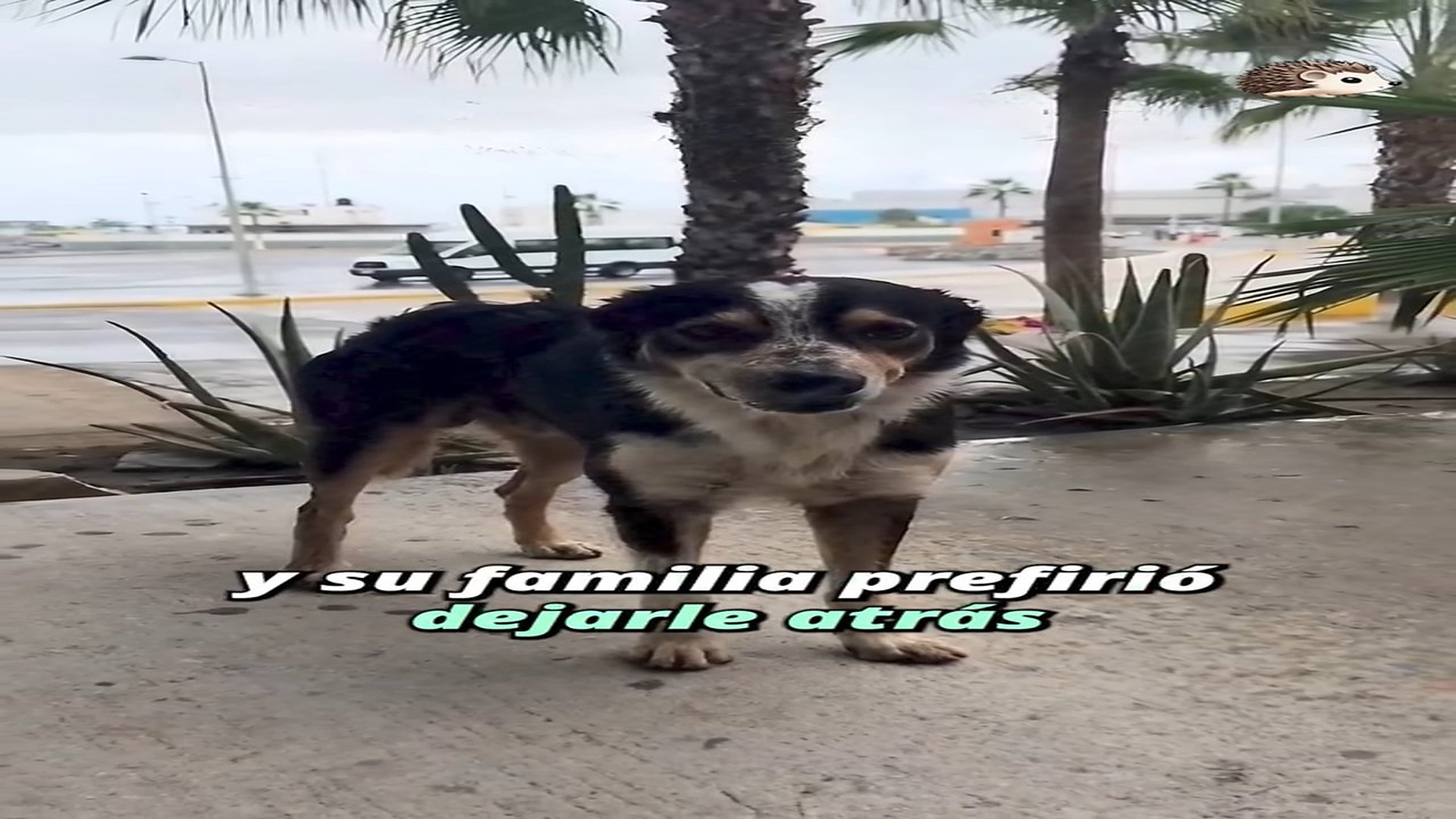 Full Video : H1307019_259K views 10K reactions Prefirieron dejarlo atrás a perder su vuelo #historiasdeanimales #perro