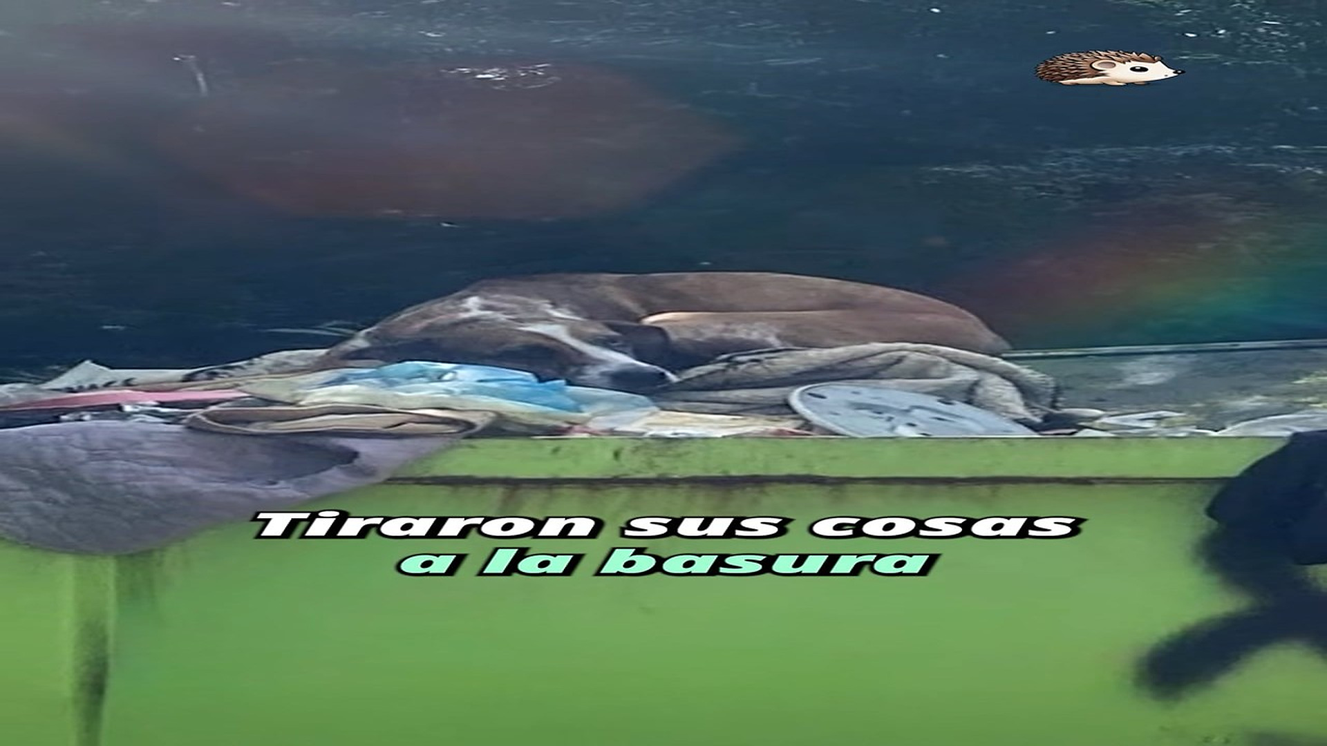 Full Video : H1307017_Tiraron sus cosas a la basura