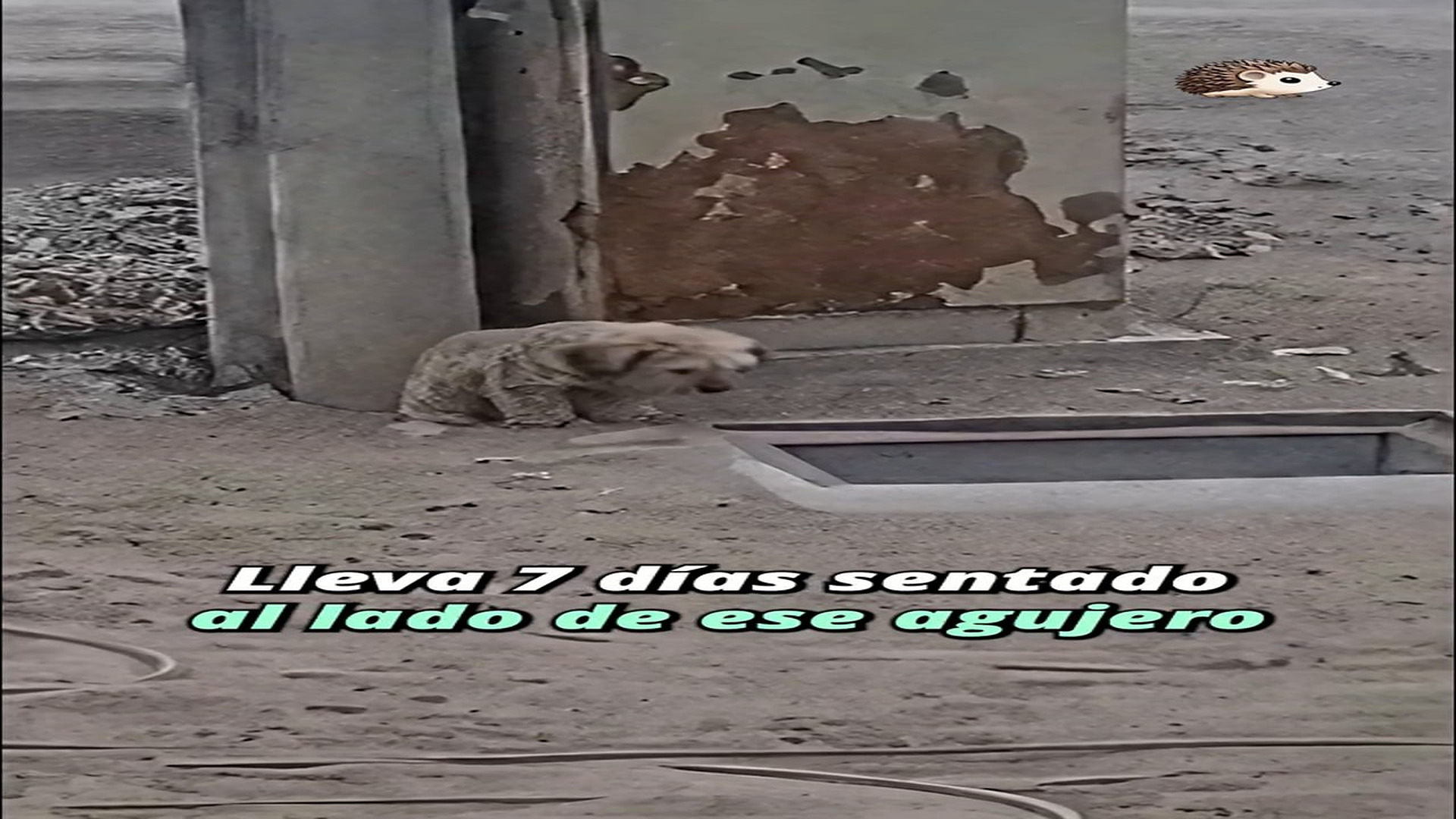 Full Video : H1307012_273K views 20K reactions Qué hay en ese agujero no se ha movido de ahí en 7 días #historiastri