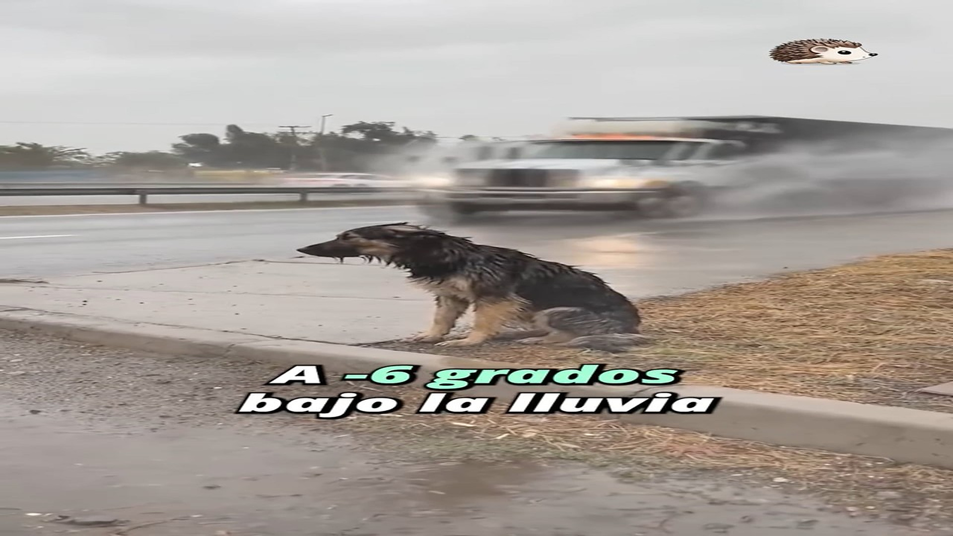 Full Video : H1307007_432K views 30K reactions Nadie paró para ayudarle #historiastristes #perrosrescatados #historias