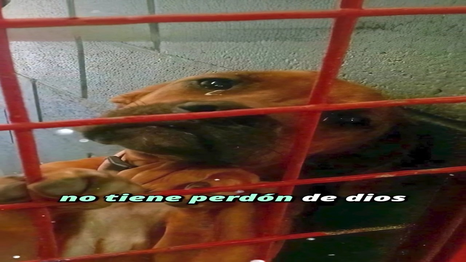 Full Video : H1307008_371K views 24K reactions Lo que su familia le estaba haciendo, no tiene perdón de dios #perros #