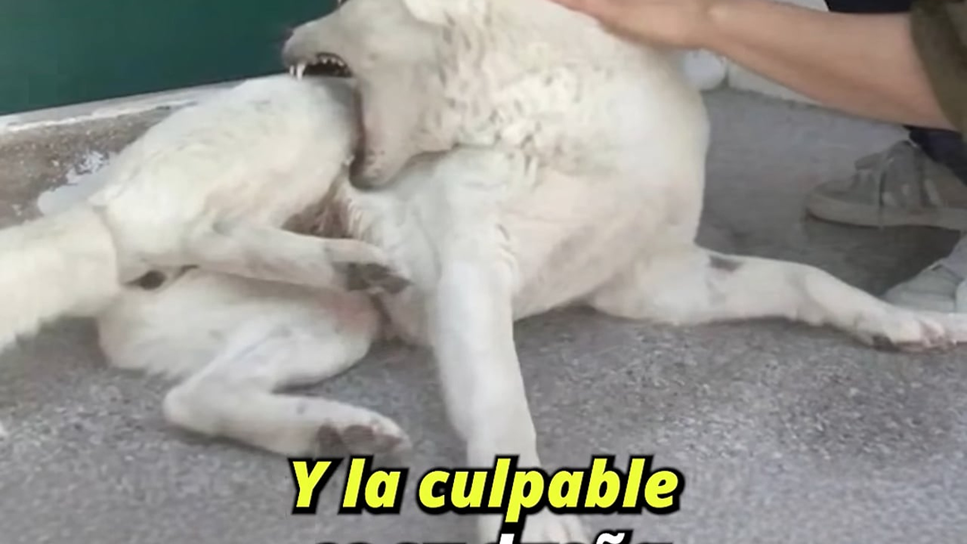 Full Video : H1407033_Por culpa de su dueña esta perrita se muerde a sí misma