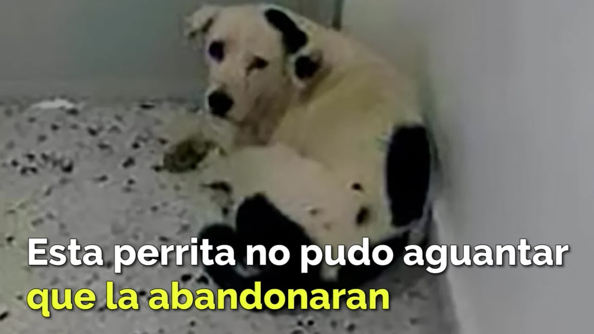 Full Video : H1407034_Su familia la dejó a su suerte y esta perrita no aguantó la tristeza