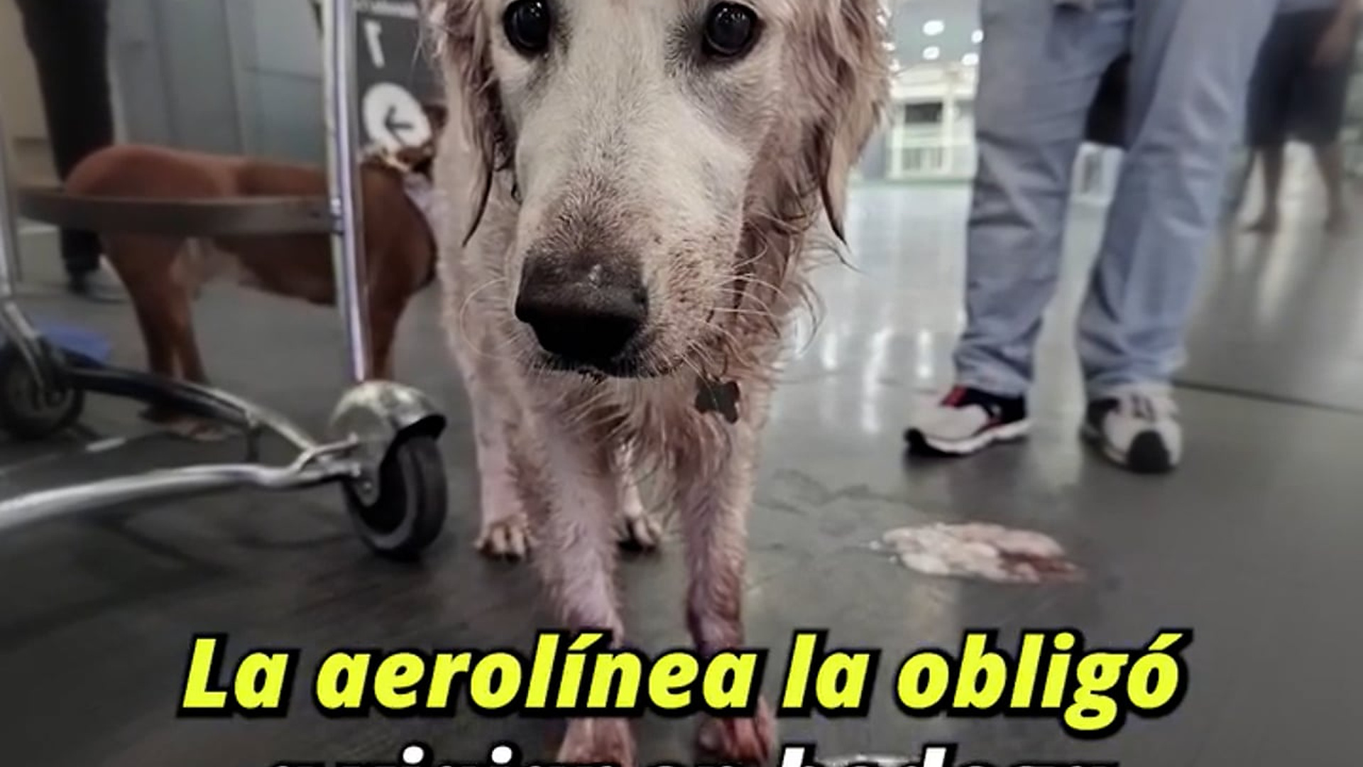 Full Video : H1407031_Obligaron a esta perrita a viajar en la bodega del avión