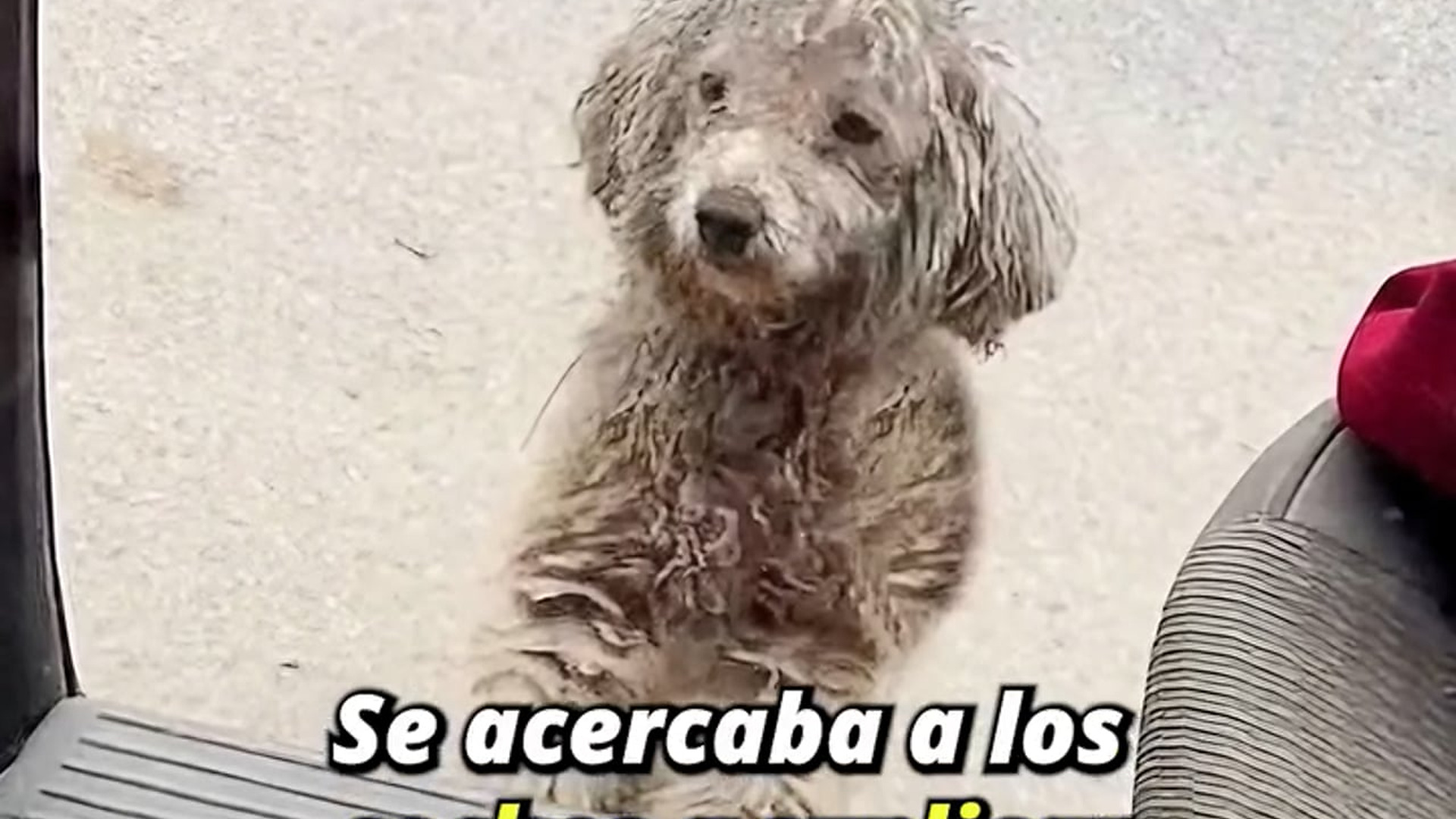 Full Video : H1407028_El perrito al que el frío destruyó