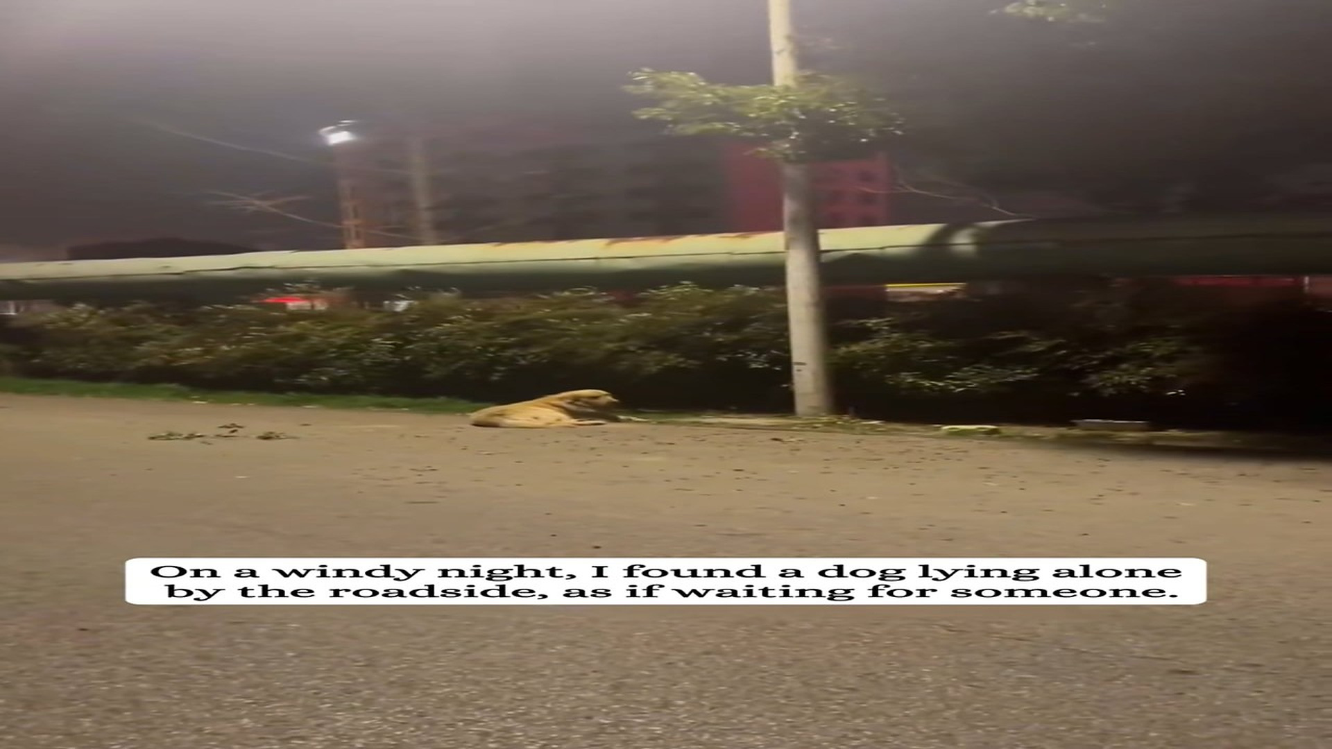 Full Video : H1507010_Rescue a poor puppy then #animal #fyp #rescue #pet #dog