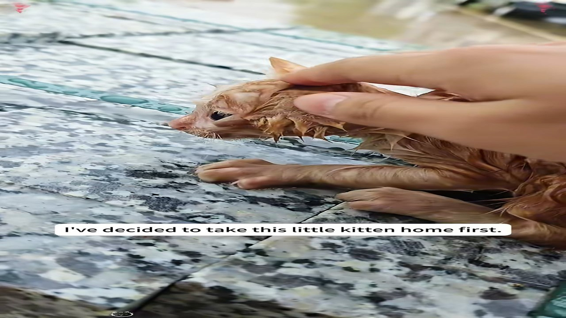 Part 2 : H1507015_I rescued a little stray kitten trapped in a bucket andadopted him-and then...#animals #rescue #resc_part2