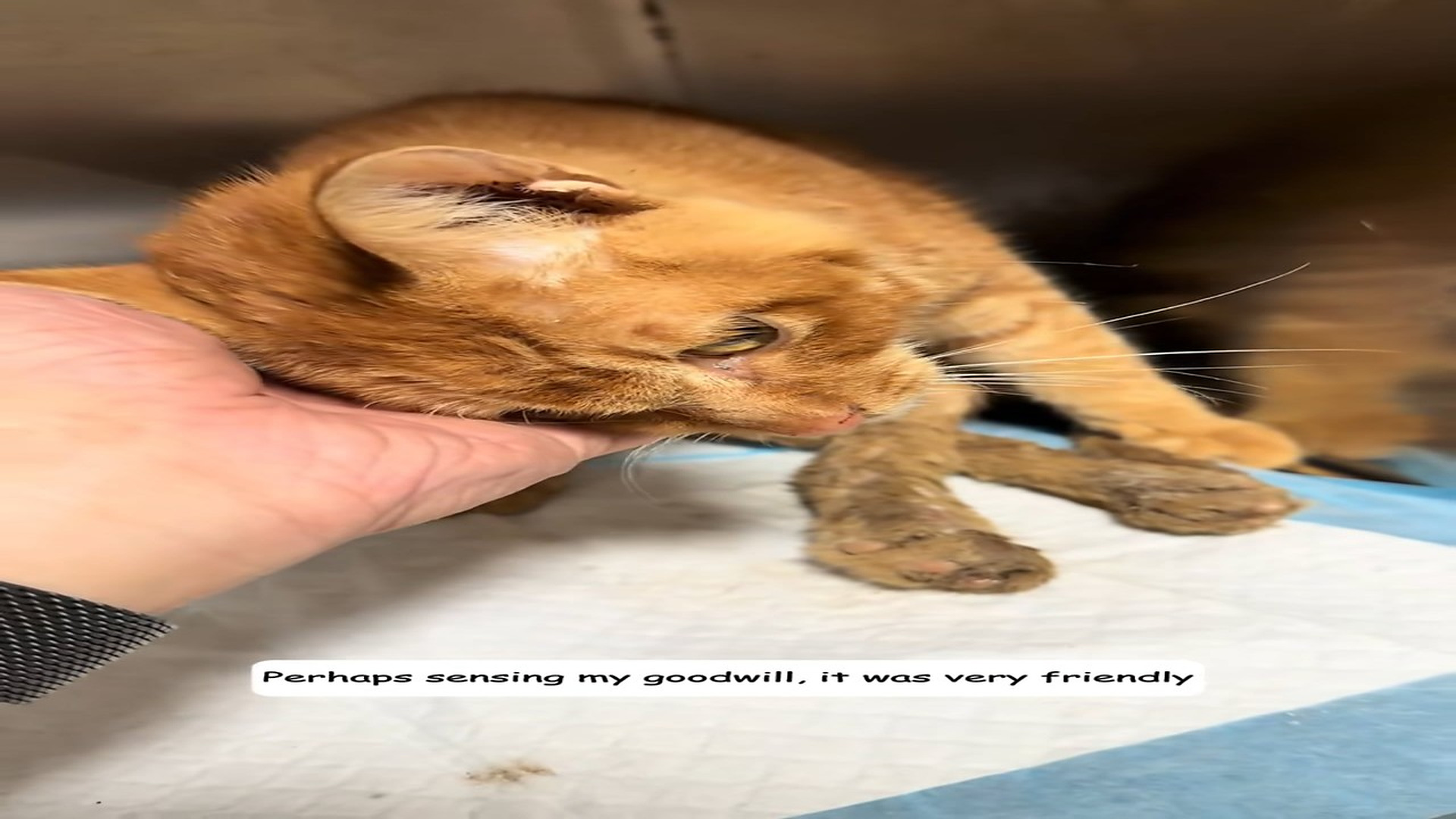 Part 2 : H1507004_A friend sent me a video showing a kitten crawling with an injured hind leg. After seeing that, I co (2)_part2