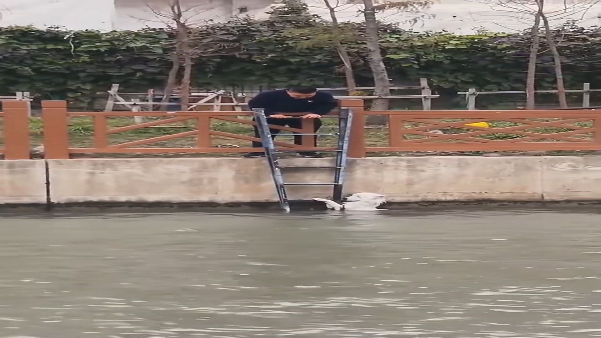 Part 2 : H1607012_Rescued dog from Canal #rescue #rescuedog #rescueanimals #dog_part2