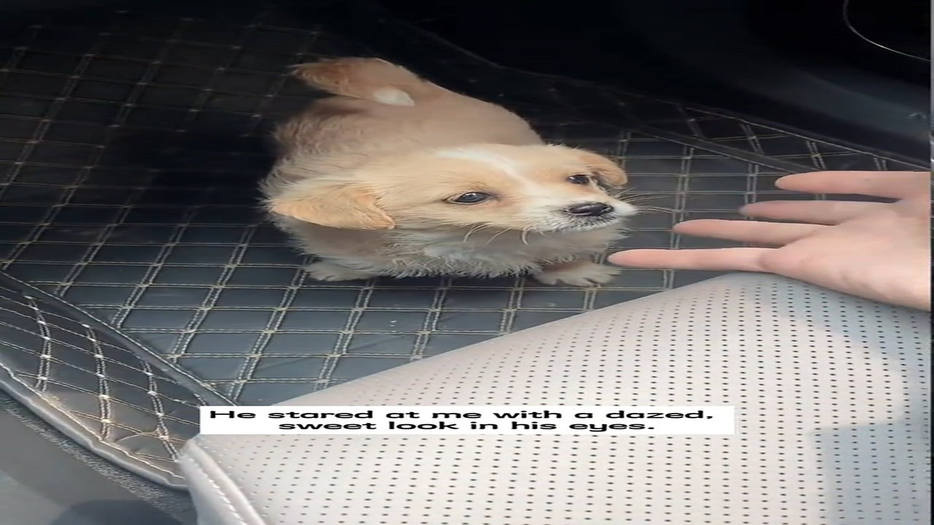 Part 2 : H1607006_I found an abandoned little puppy inside a trash can and then…#rescue #animals #fyp #puppy_part2