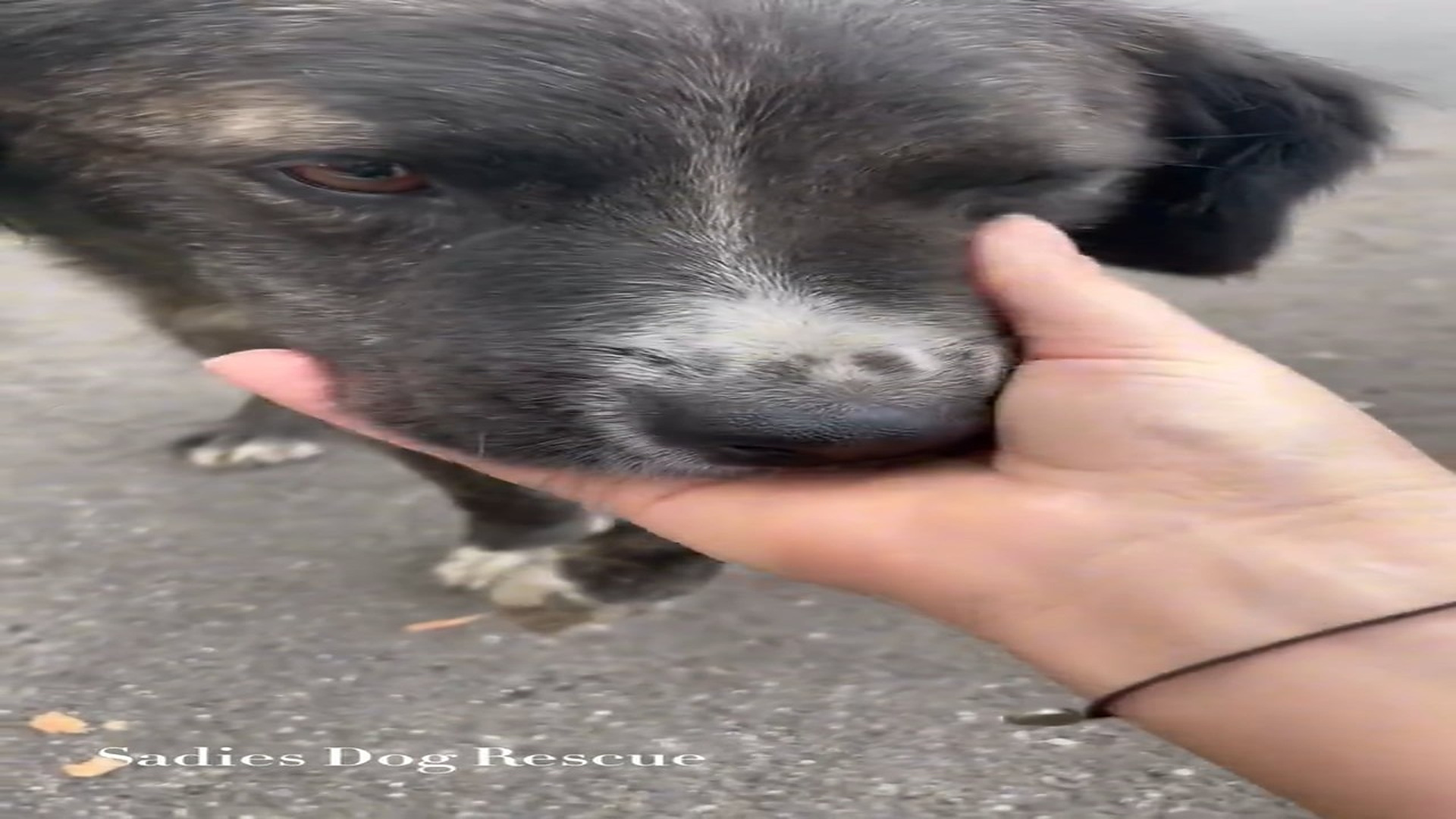 Part 2 : H1607003_���♥️#rescuedog #viralvideo #CuteDogVideo #viraltiktok #GoodBoy_part2