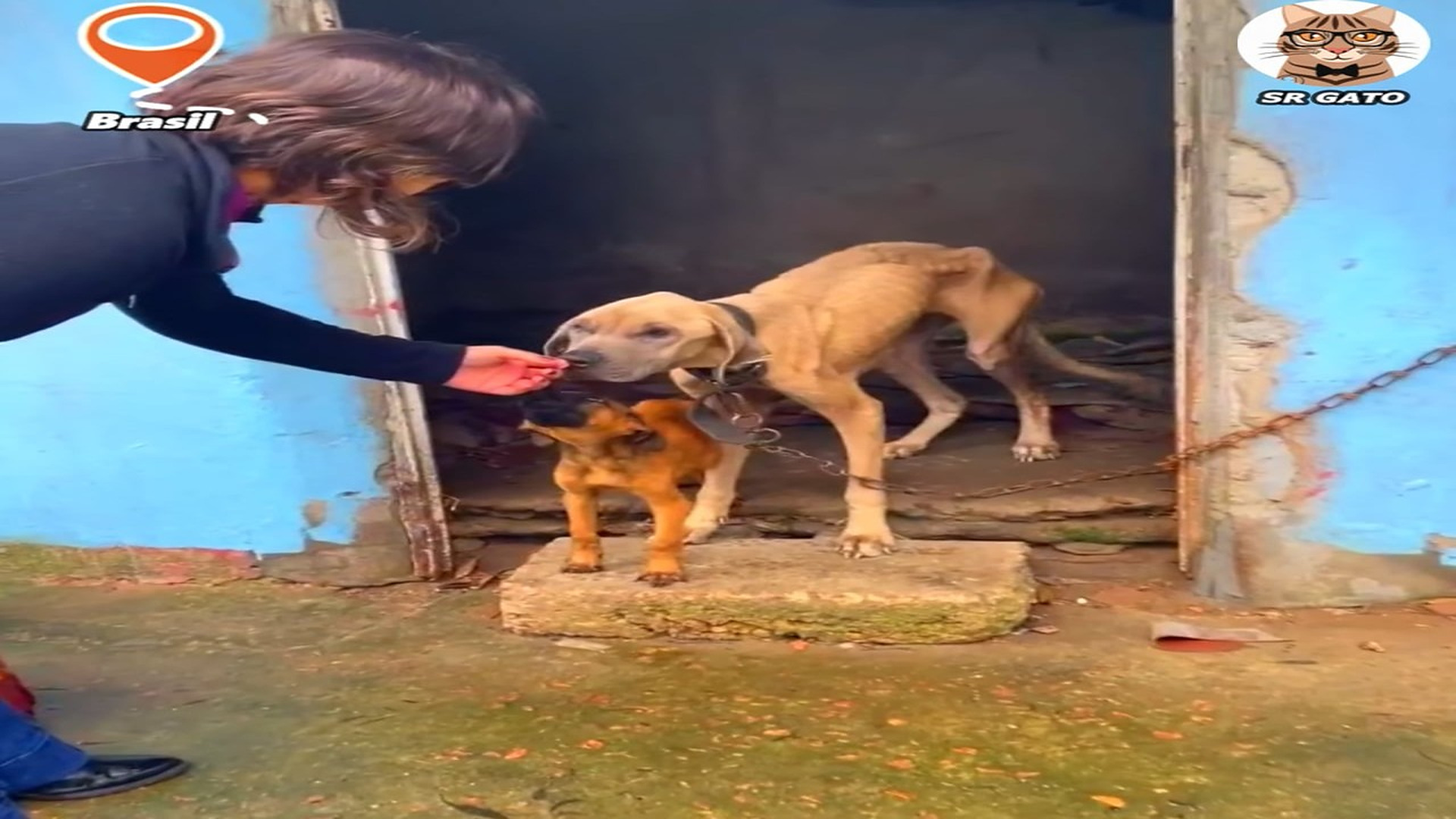 Full Video : H1607019_Madre y su Cachorro fueron ENCERRAD0S por Meses