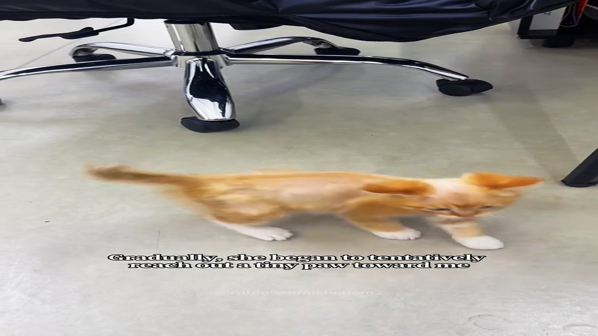 Part 2 : H1707003_A cat appeared at my doorstep and then happened…#kitten #lovestory #animalrescue #animallover #fyp_part2