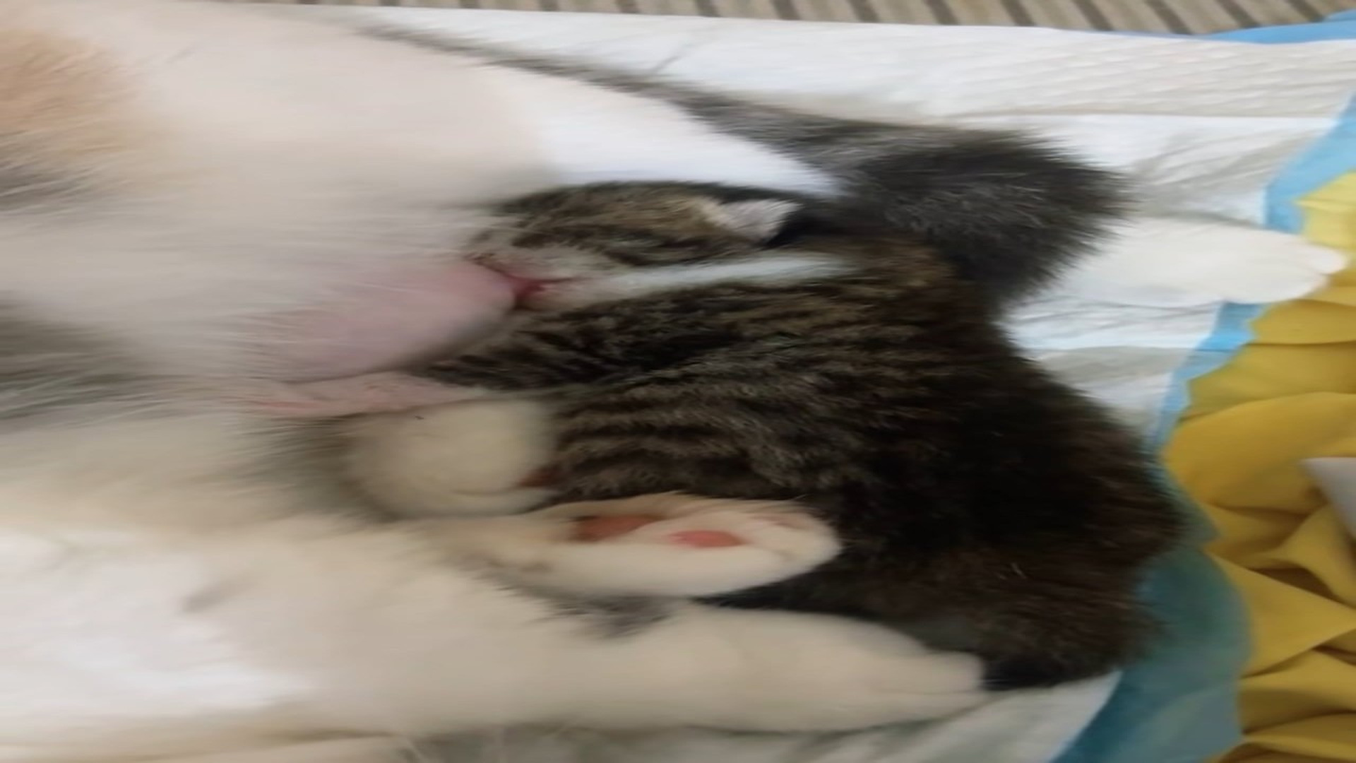 Part 2 : H1707006_Thank you for rescuing the cat family in time.#rescue #animals #thank #rescueanimals #cat_part2