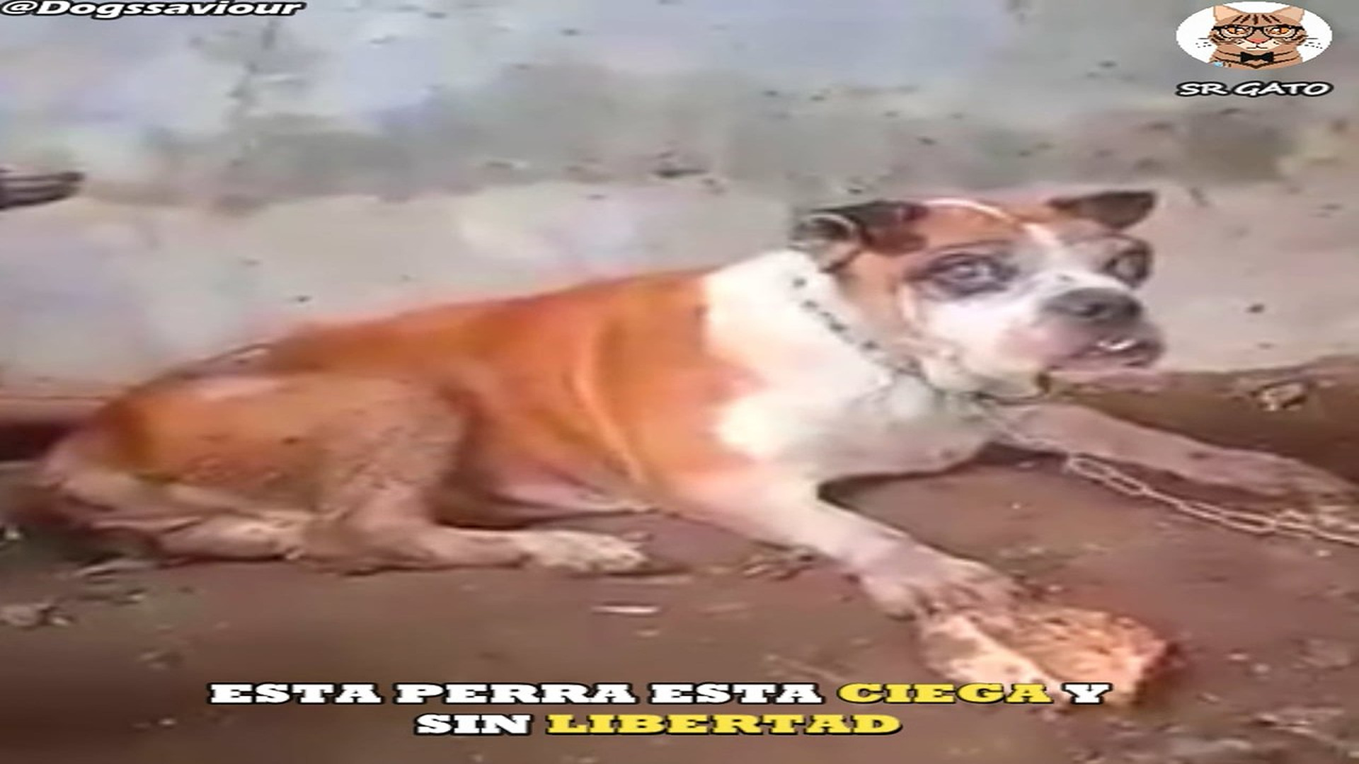 Full Video : H1707022_Era un problema para su dueño por ser vieja