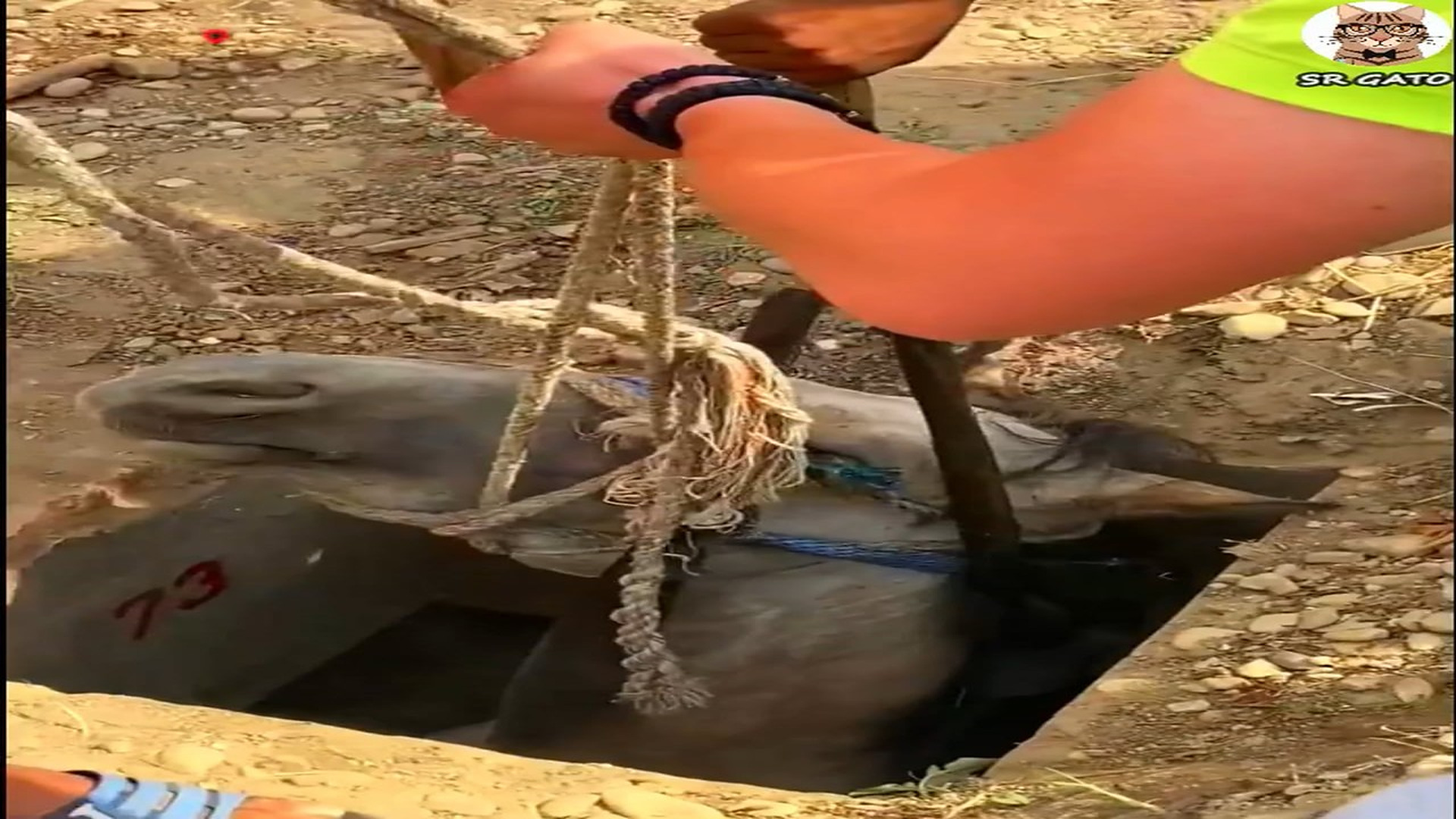 Full Video : H1707020_Su dueño escogió dejarlo aquí y NO ayudarlo