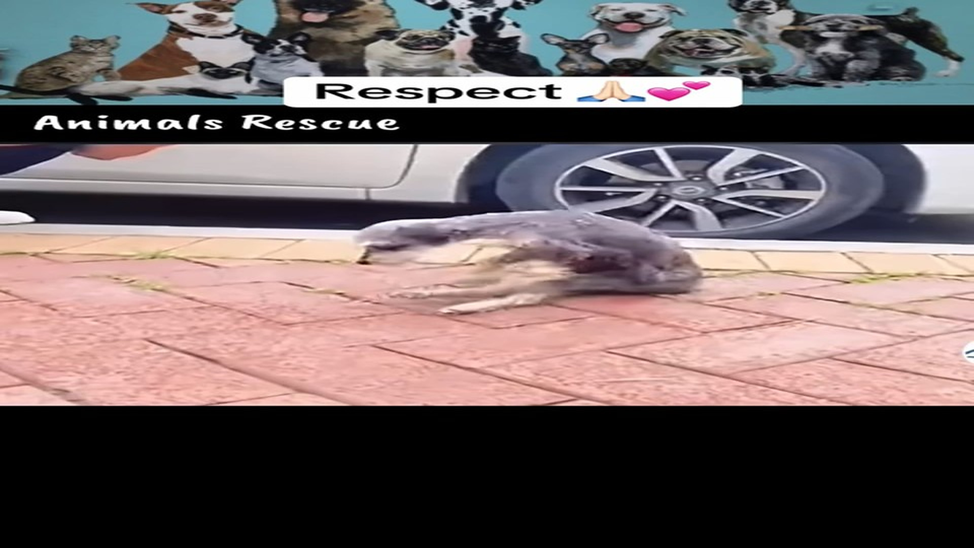 Part 2 : H1807010_Animals Rescue #dogrescue #rescuedog #foryourpage #foryou #dogofticktok_part2