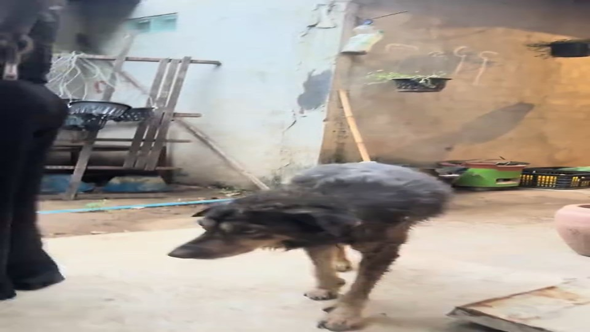 Part 2 : H1807001_ខ្ញុំមកដល់ឃេីញស្ដានភាពសុនកដែលត្រូវម្ចាស់បោះបង់ចោលហេីយ ថែមទាំងមានអ្នកចង់សម្លា.ប់គ្នាទៀត គុណម្ចាស់ថា ព_part2
