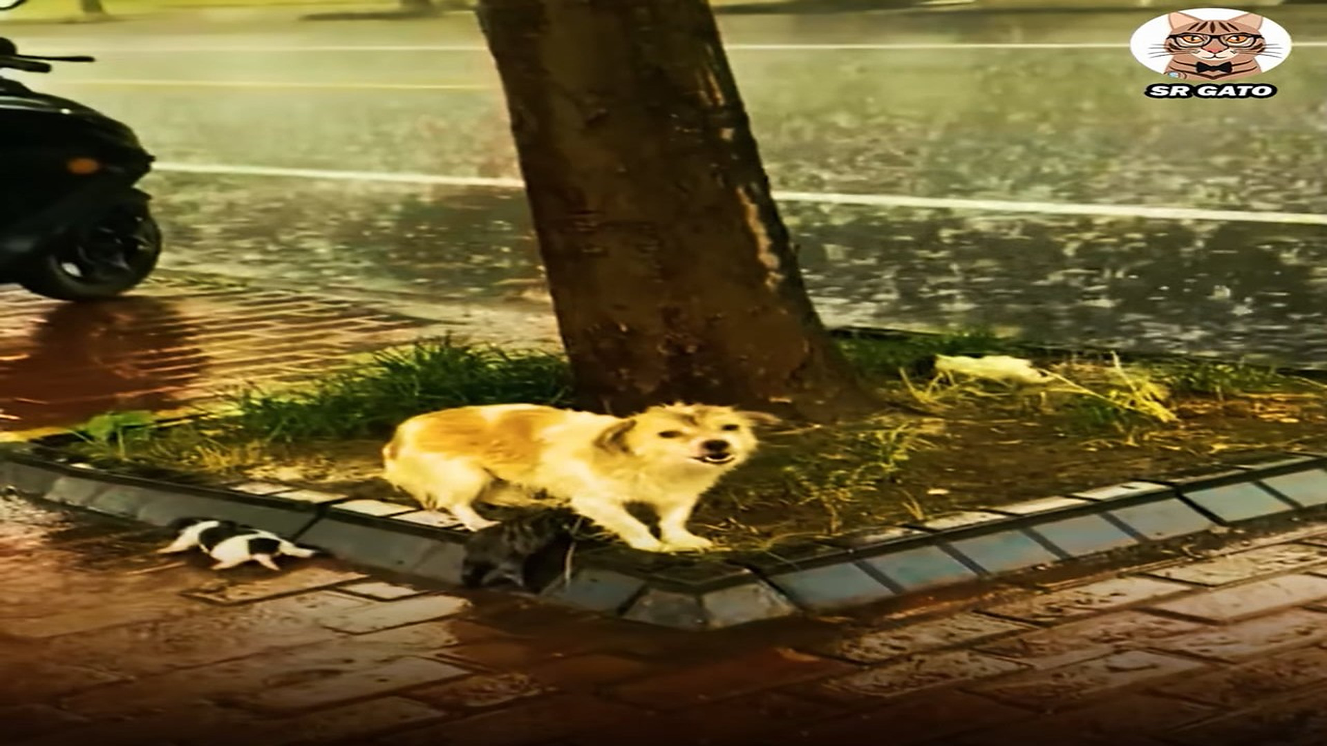 Full Video : H1807018_Su Familia NO tiene Dinero para Ella y sus Hijos
