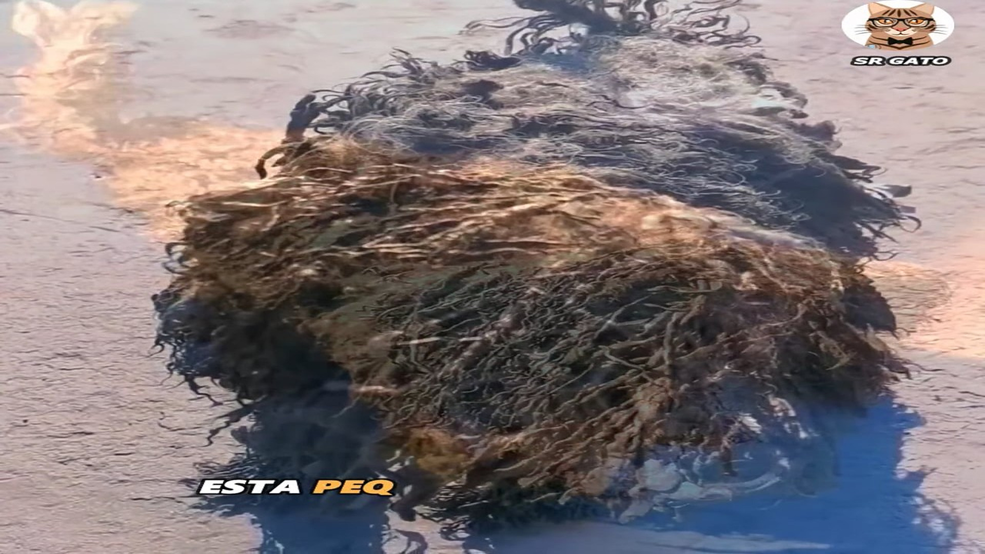 Full Video : H1807019_Nunca Recibió un Baño y Paso Esto