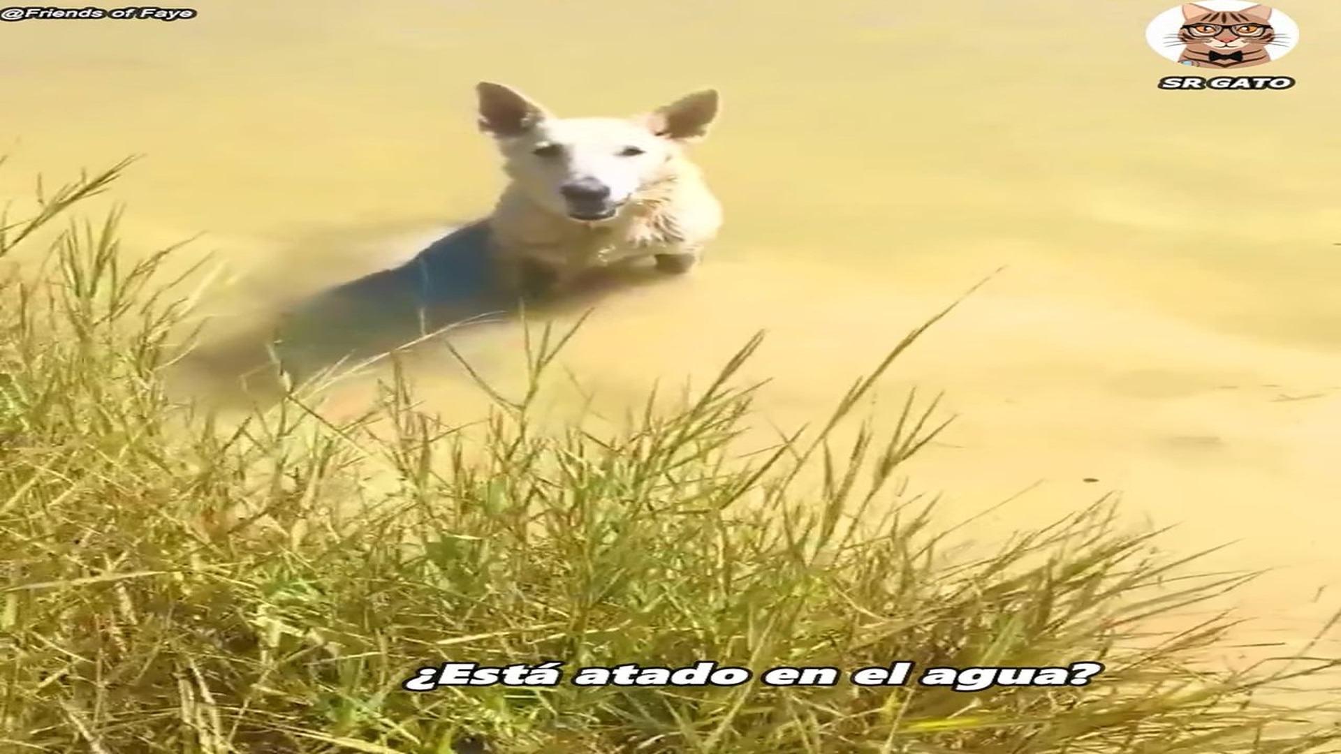 Full Video : H1807012_NO Puede salir del Agua y Todo Cambio
