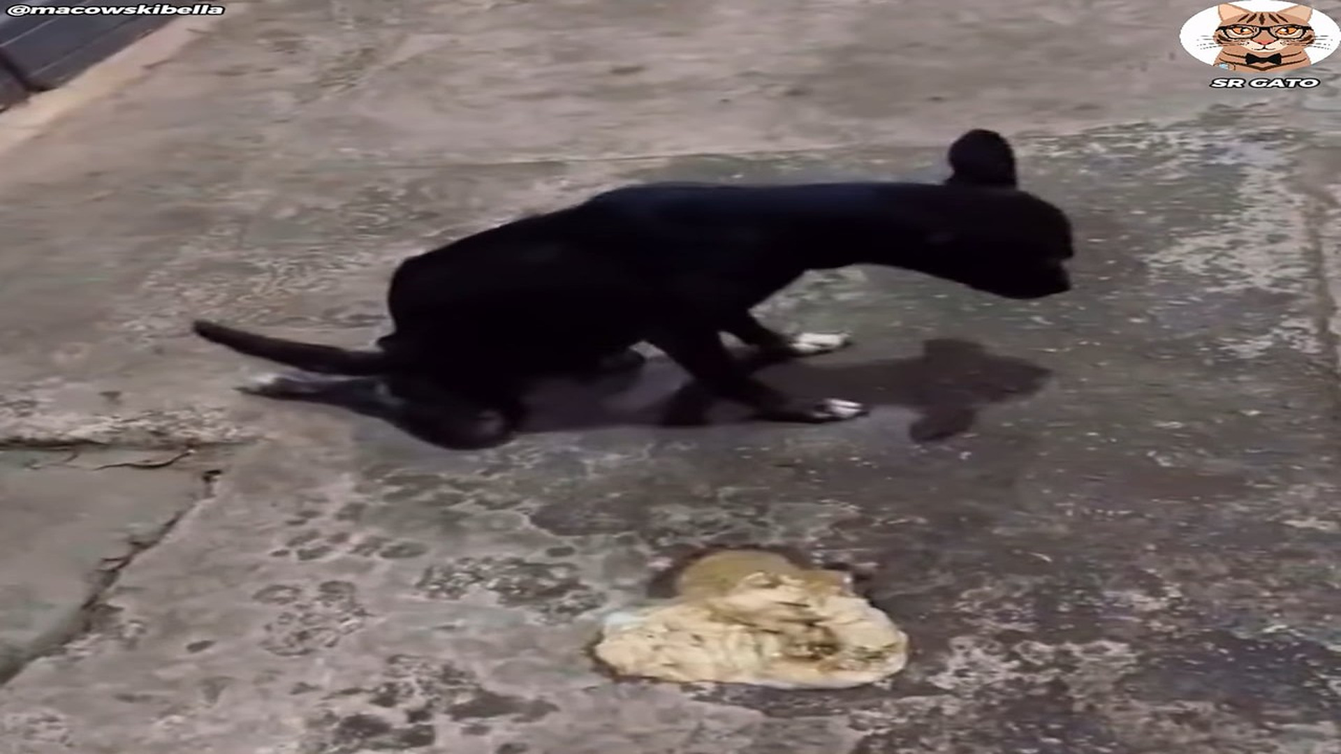 Full Video : H1807002_Sin PODER Caminar Esperaba un poco de AMOR