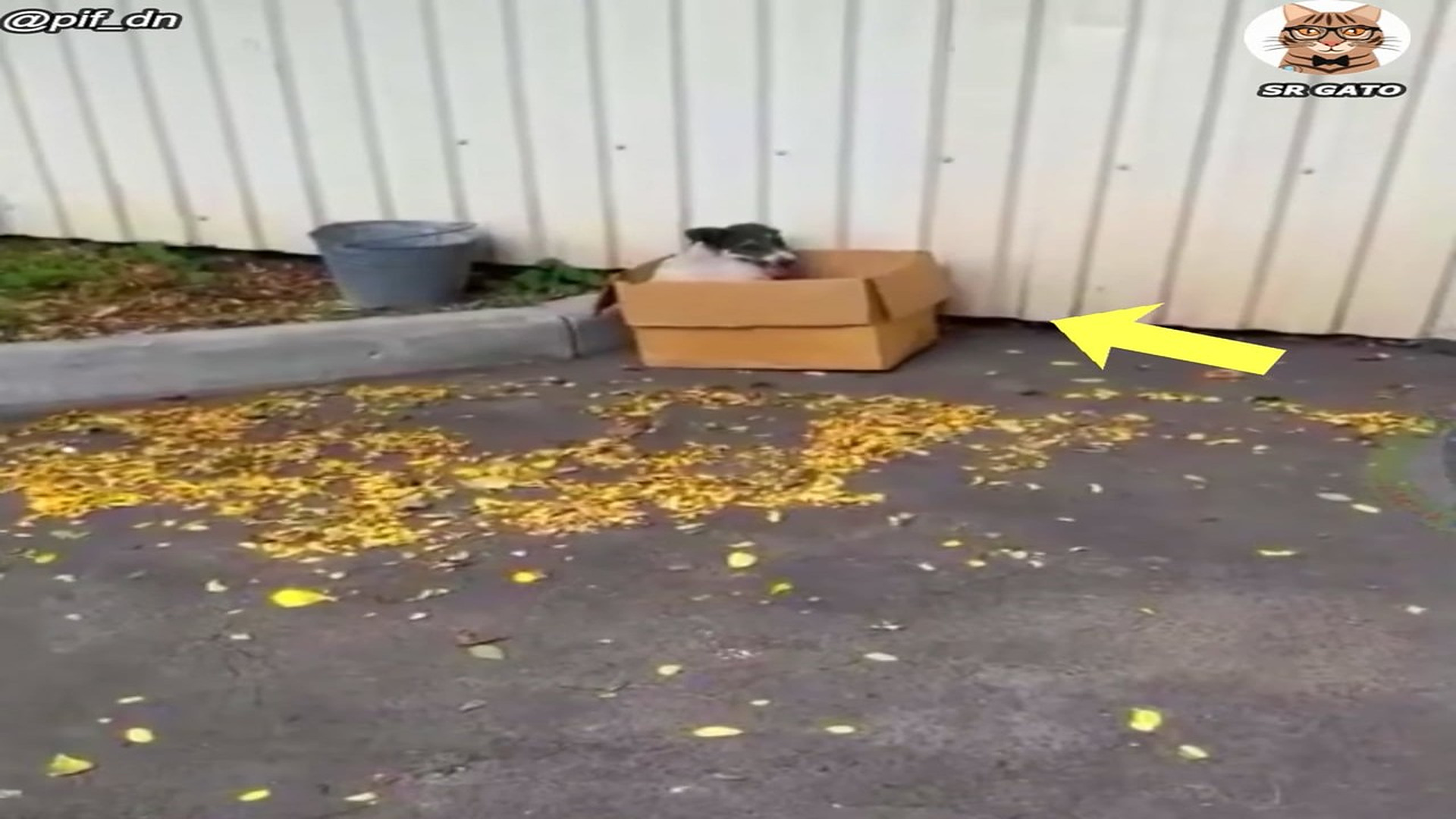 Full Video : H1807010_NO puede salir de la Caja