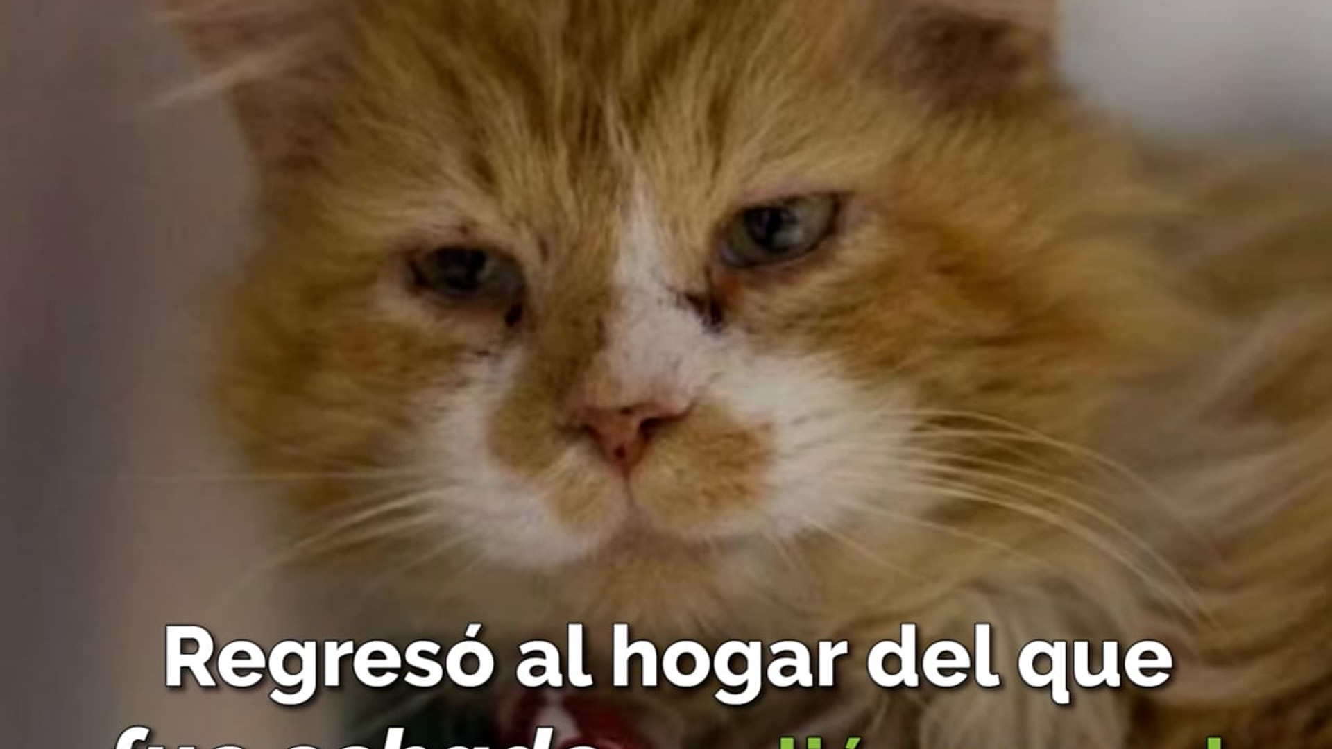 Full Video : H1907009_Regresó al hogar del que fue echado, ahora quieren deshacerse de él de la peor forma