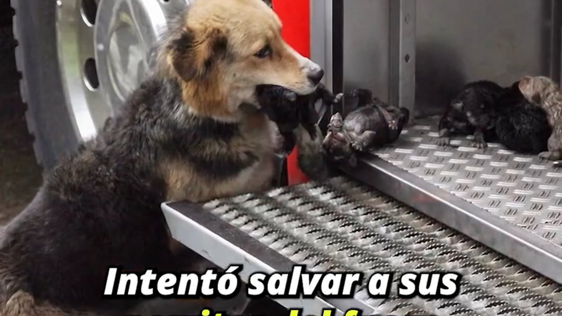 Full Video : H1907010_Tuvo que pagar el más alto precio para salvar a sus cachorros