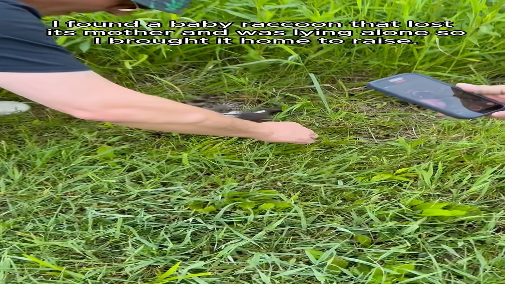 Full Video : H1907003_Do you want to raise a raccoon #rescue #animal #animalsoftiktok #resc
