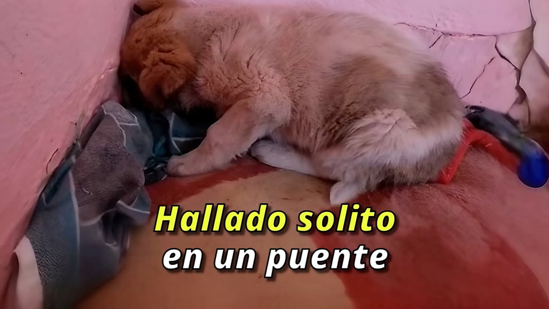 Full Video : H1907012_Hizo de un rincón su último refugio