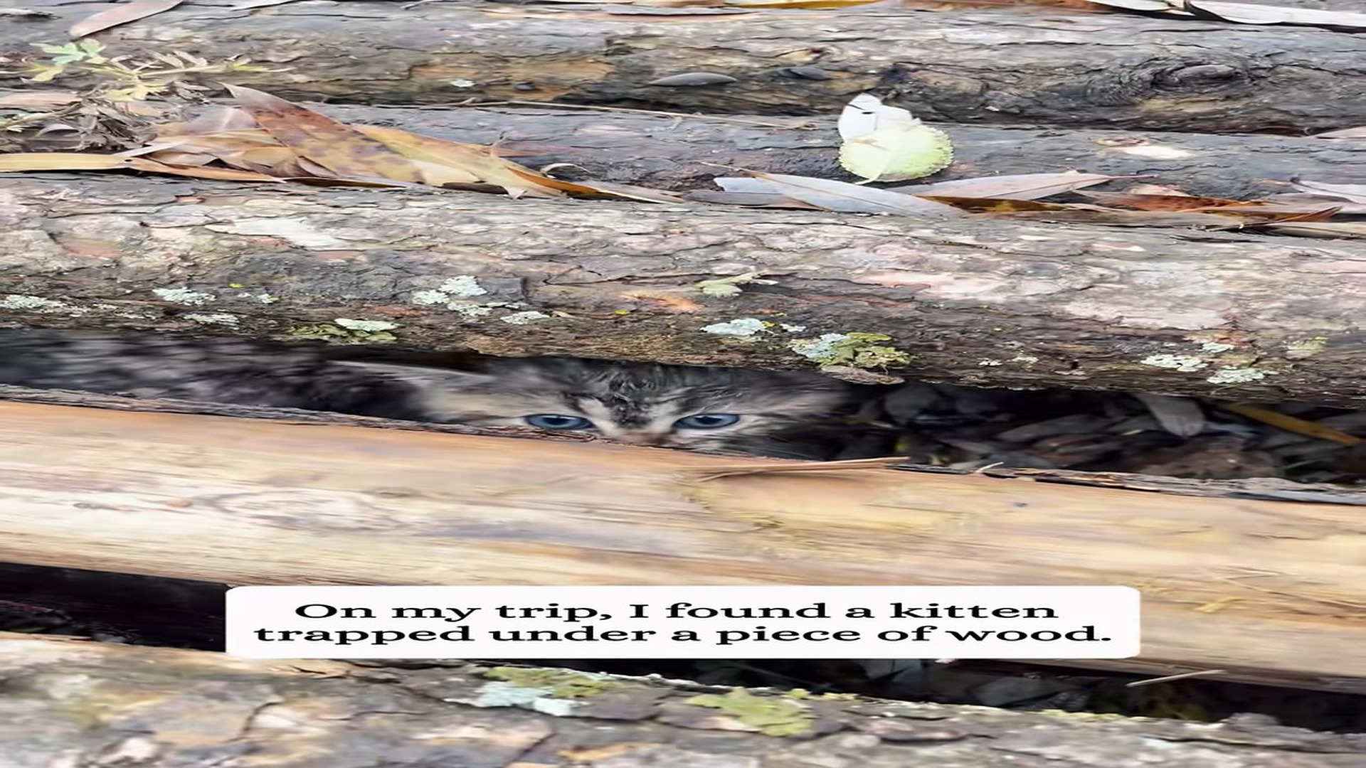 Full Video : H1907004_I didn t just find him he redeemed my lonely journey!#animal #fyp #re