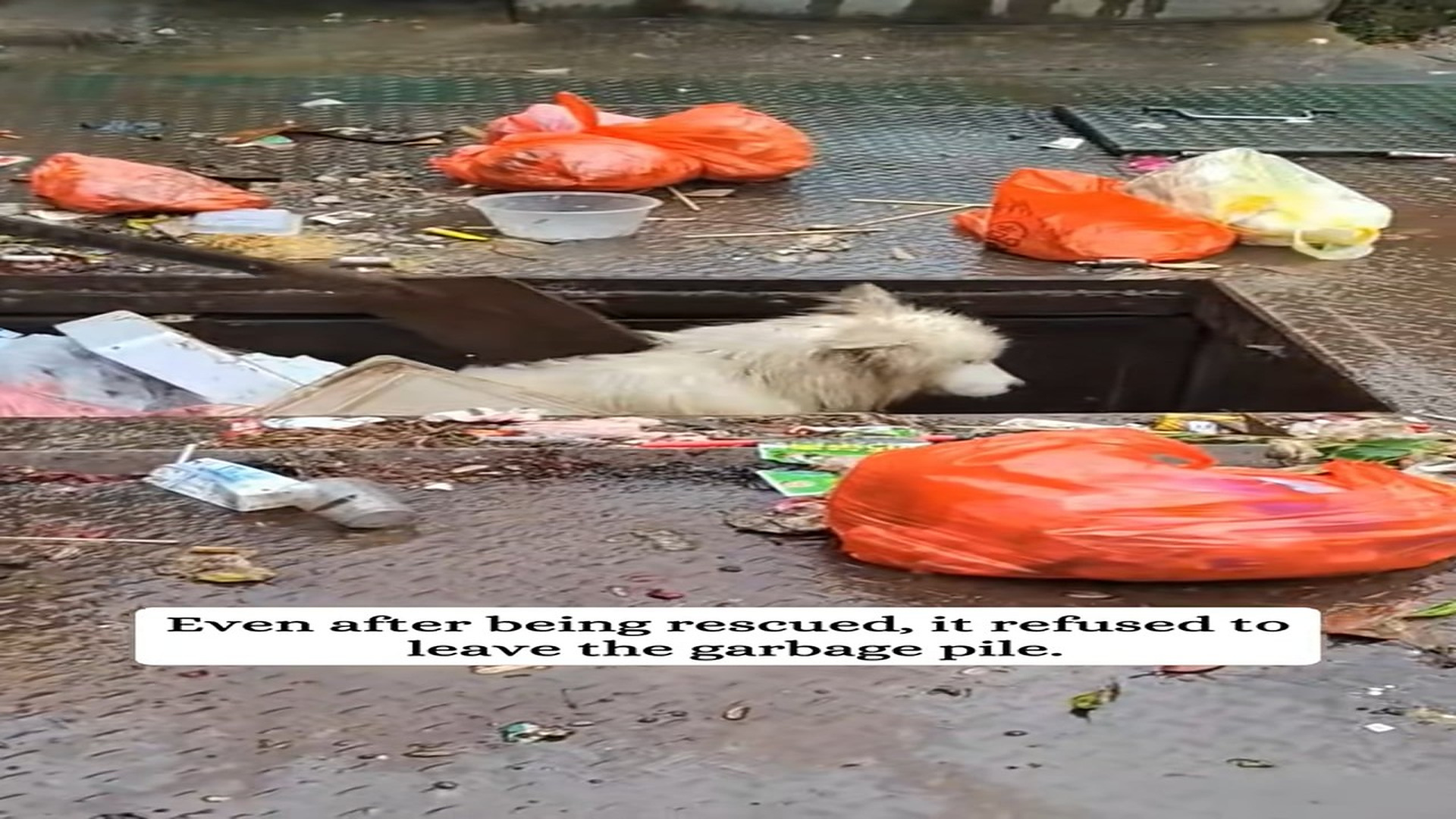 Full Video : H1907001_I saw a samoyed abandoned in a trash can then #rescue #animals #f