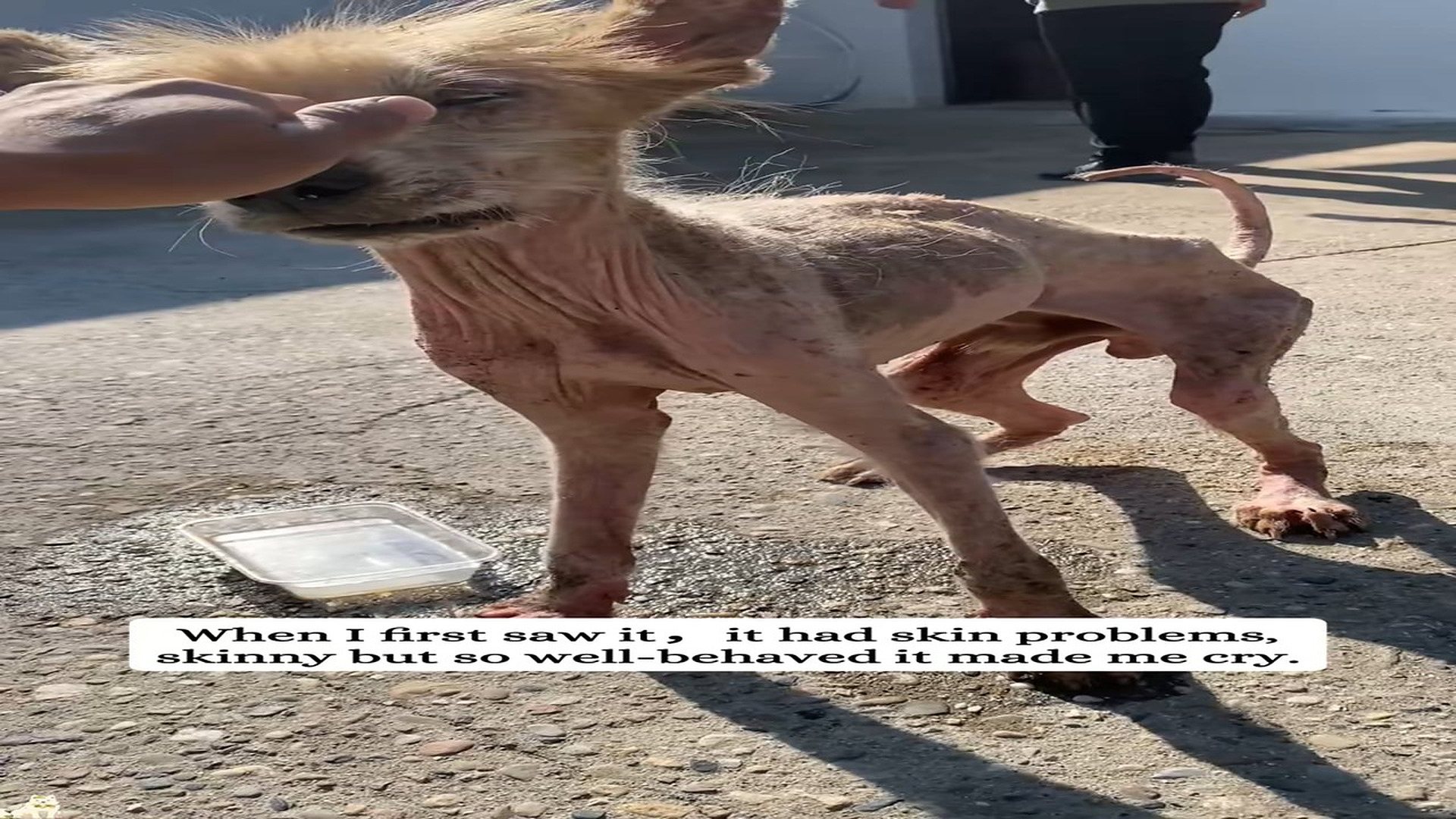 Full Video : H1907005_I save a stray dog it gave me a #rescue #animals #fyp #samoyed #d