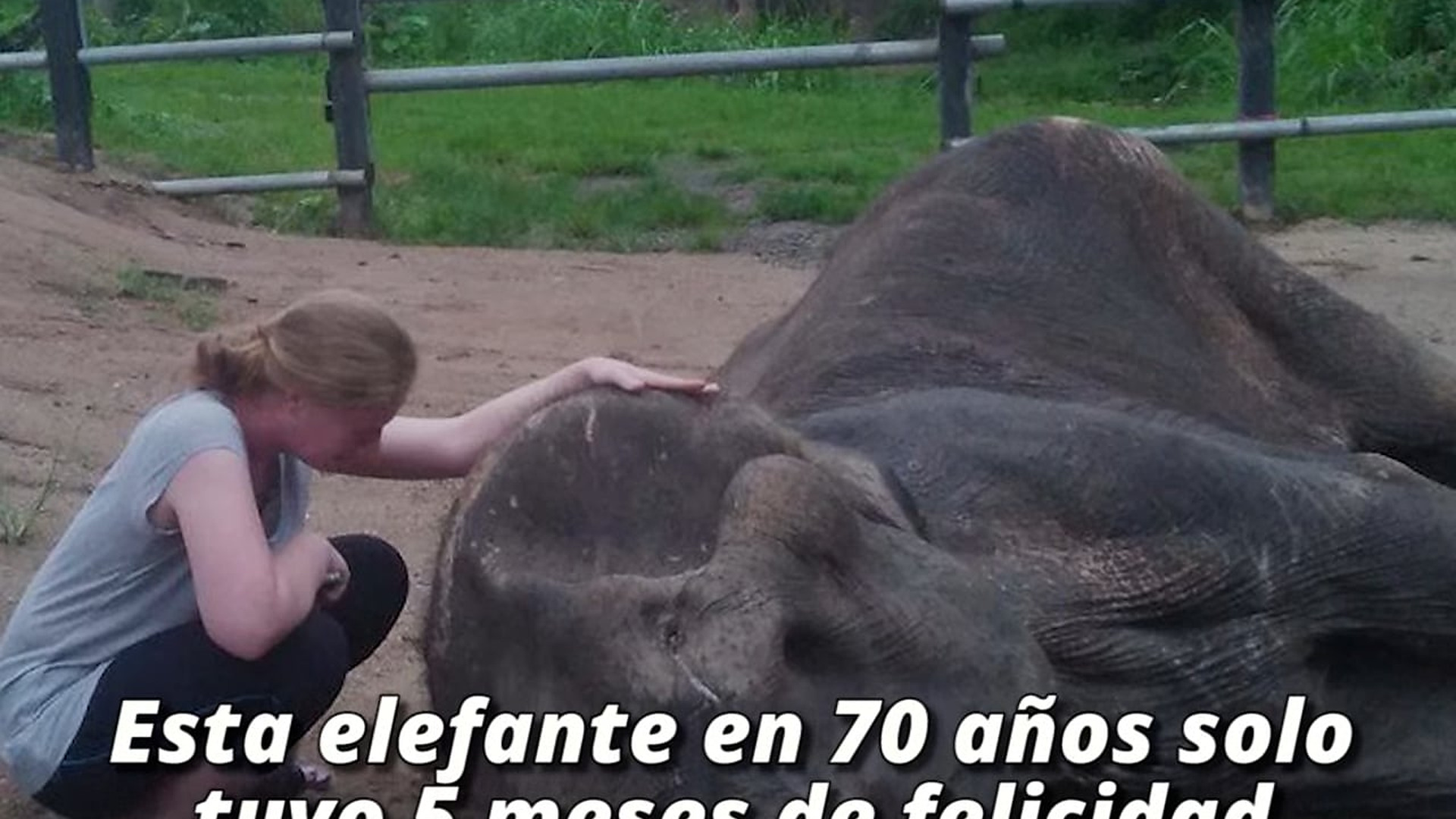 Full Video : H1907007_Esta elefante en 70 años solo tuvo 5 meses de felicidad