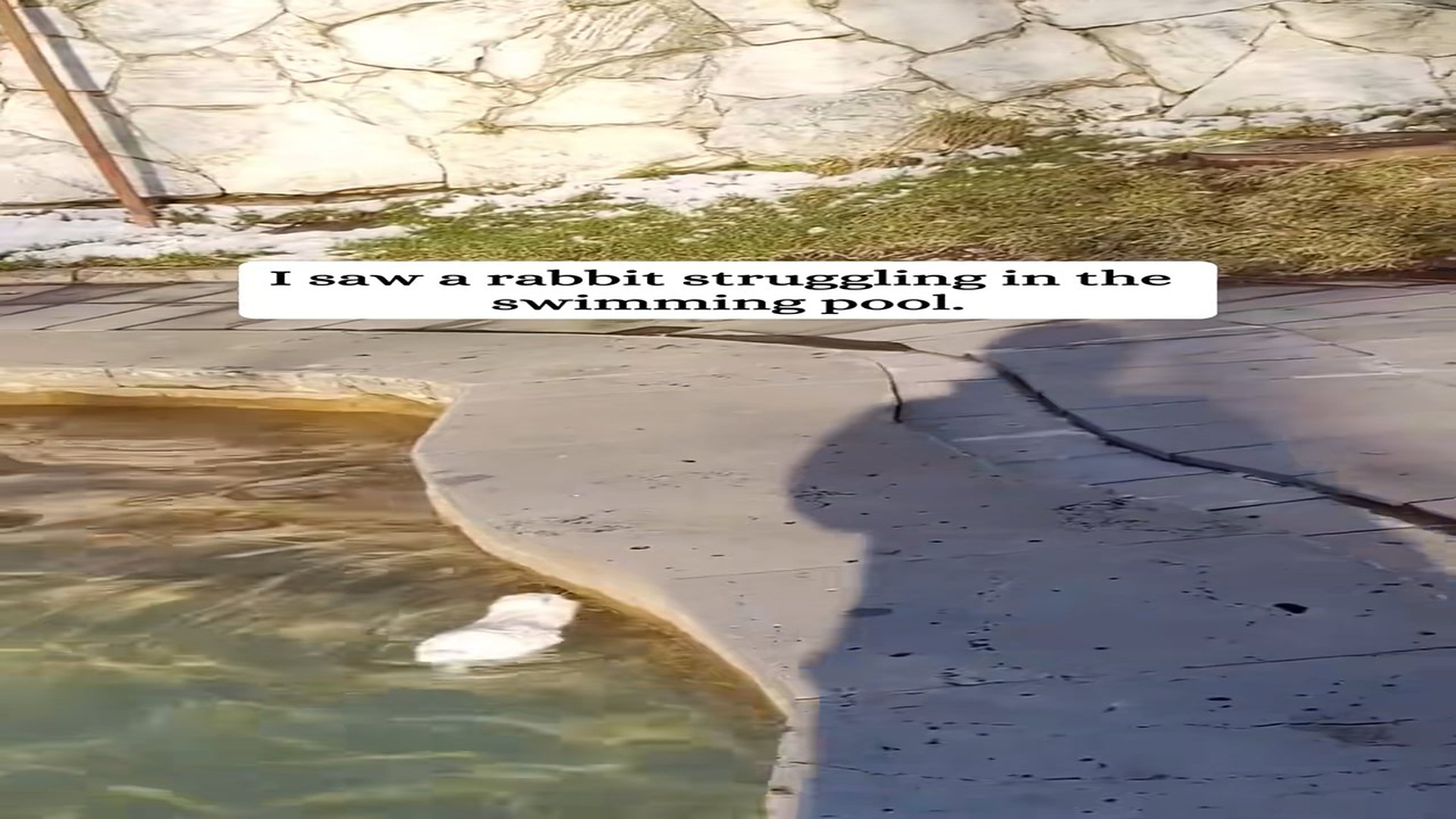 Full Video : H1907006_I saw a rabbit struggling in swimming pool then #rescue #anim