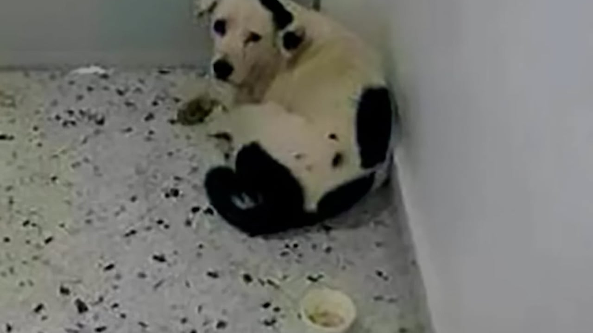 Full Video : H1907015_Su familia la dejó a su suerte y esta perrita no aguantó la tristeza