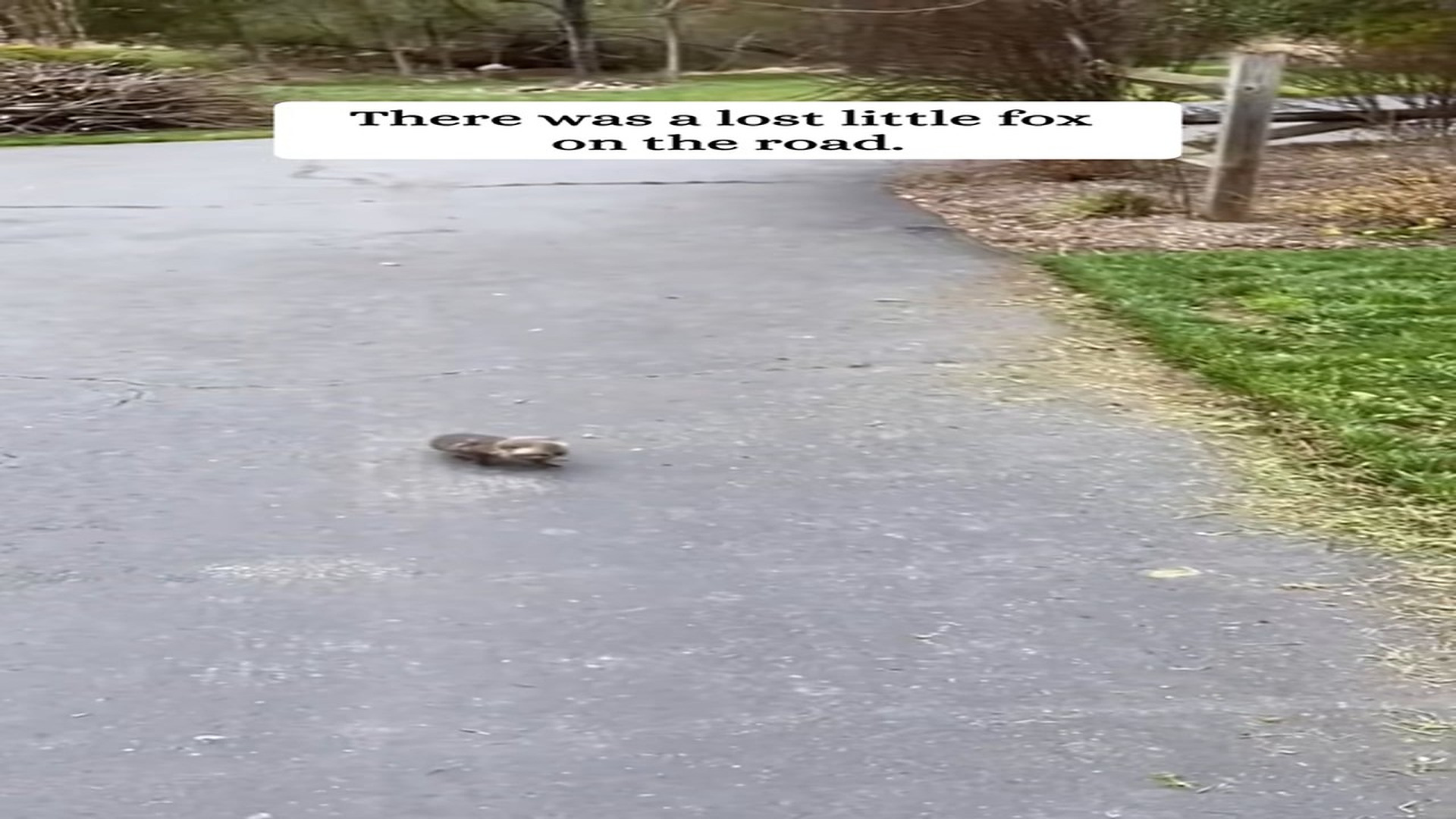 Full Video : H1907002_I saw a lost little fox then #rescue #animals #fyp #fox
