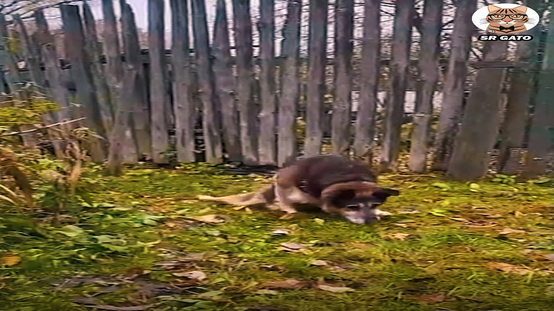 Full Video : H2007008_Historia del Perro Didier