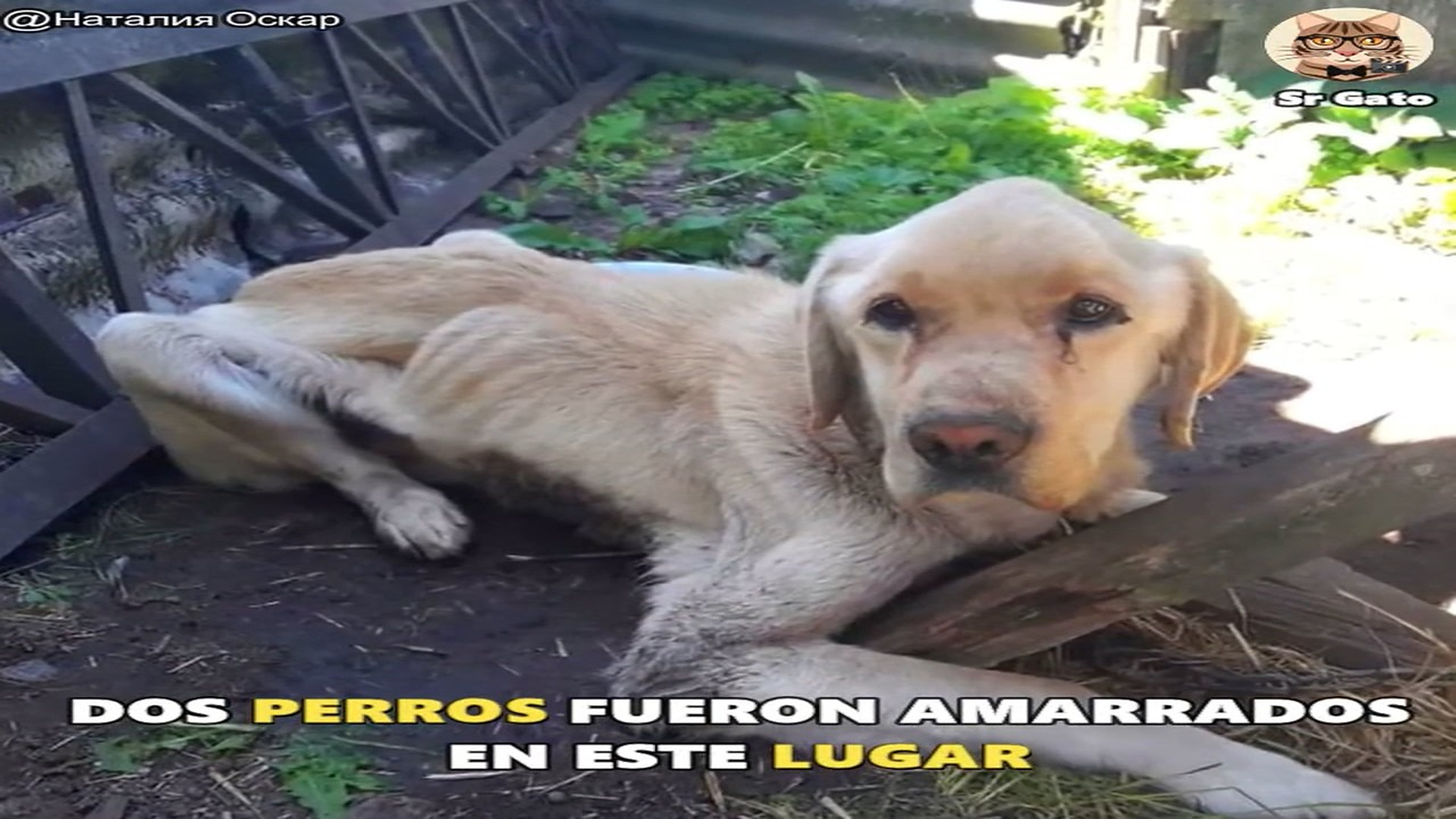 Full Video : H2107022_Sus dueños se fueron de viaje y los olvidaron
