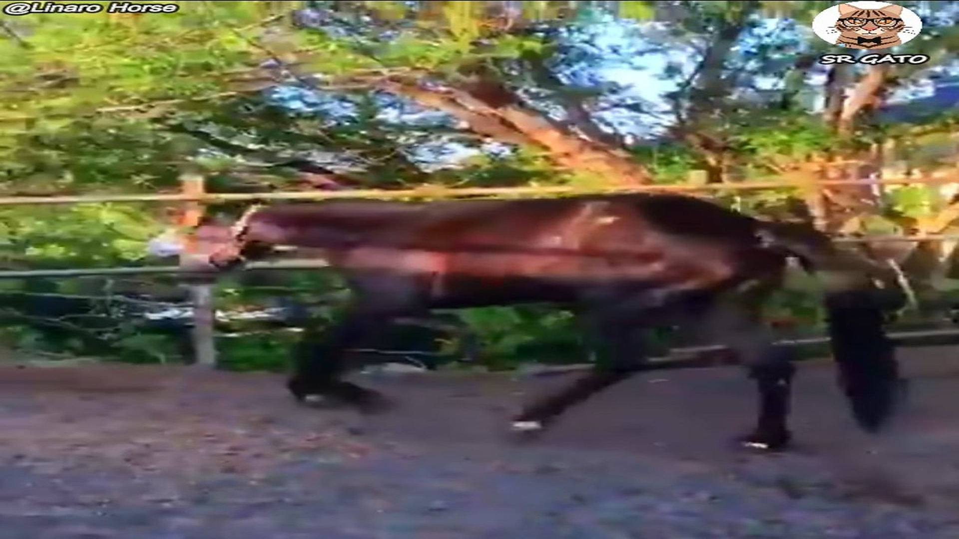 Full Video : H2107015_Su dueño NO lo quiere por este motivo, pero llego el amor