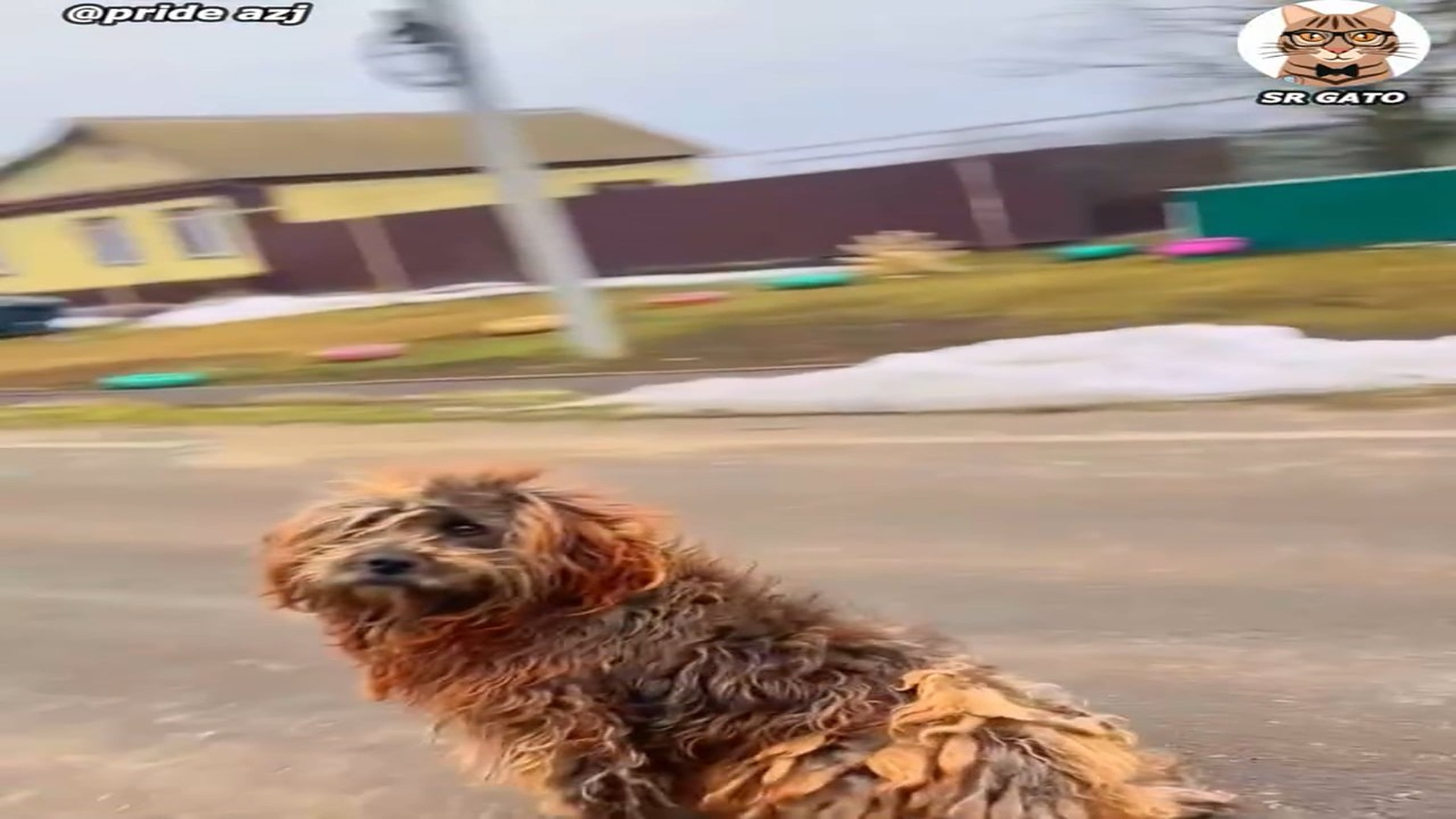Full Video : H2107001_Espero en la Carretera por AÑOS Historia de nuestro perro Jonny